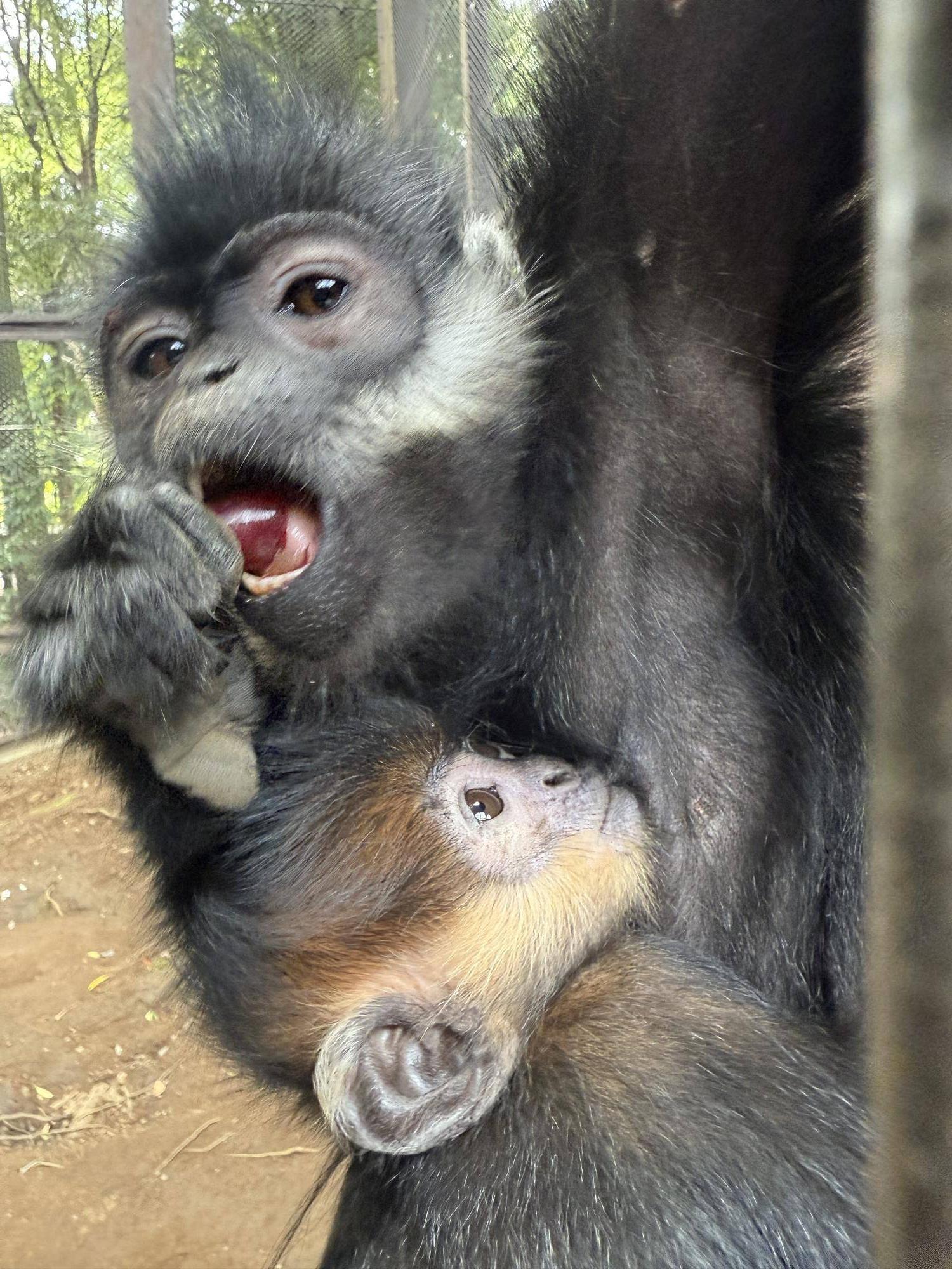 【飼育日誌】20251120：あつまれチョコミン党②積極的になるとき (11).jpg