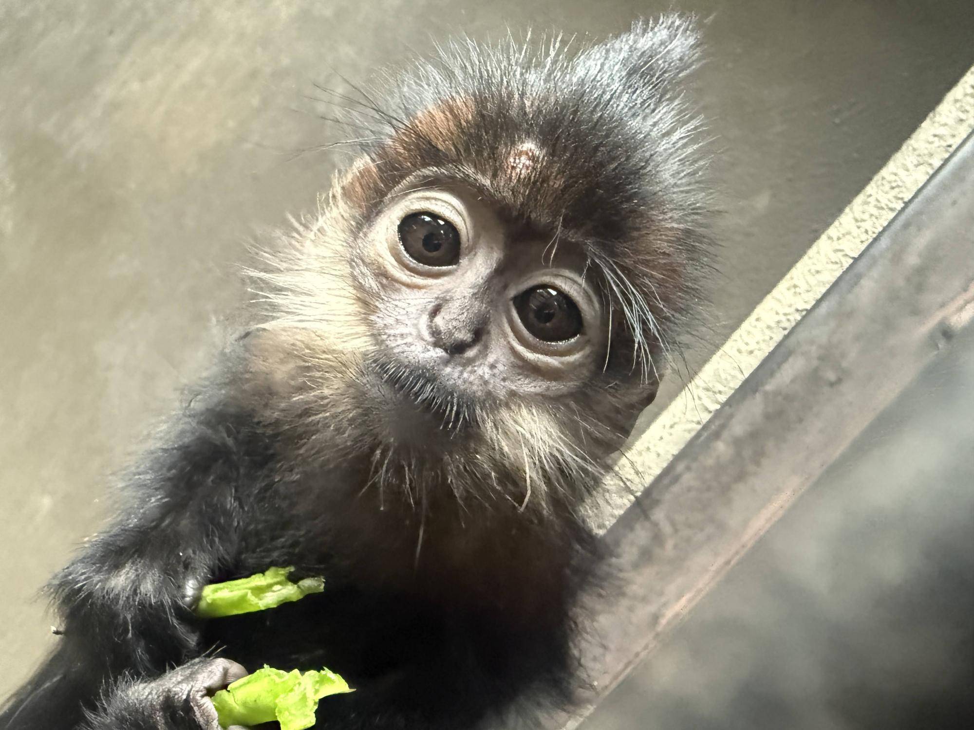 【飼育日誌】20251120：あつまれチョコミン党②積極的になるとき (10).jpg