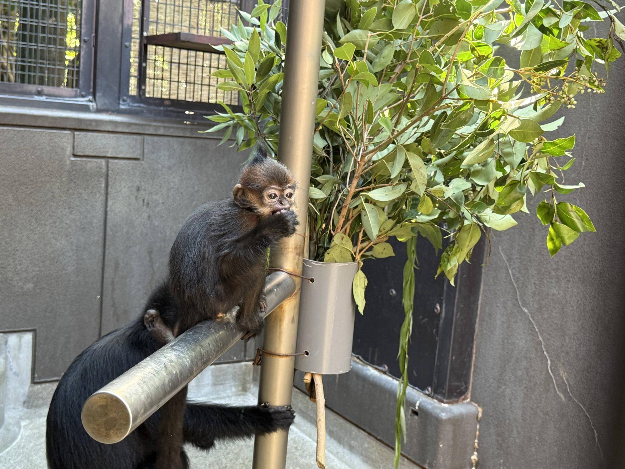 【飼育日誌】20251120：あつまれチョコミン党②積極的になるとき (13).jpg