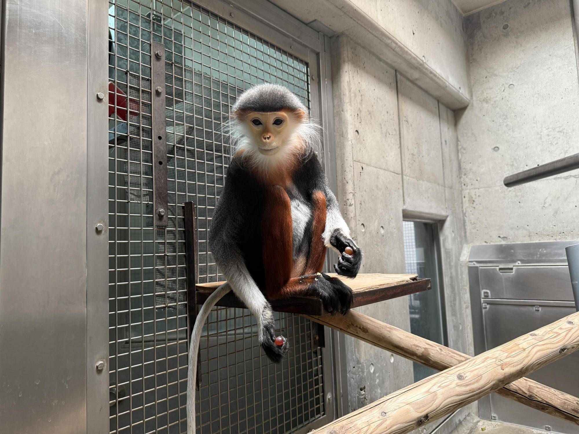 【飼育日誌】20251120：あつまれチョコミン党②積極的になるとき (4).jpg