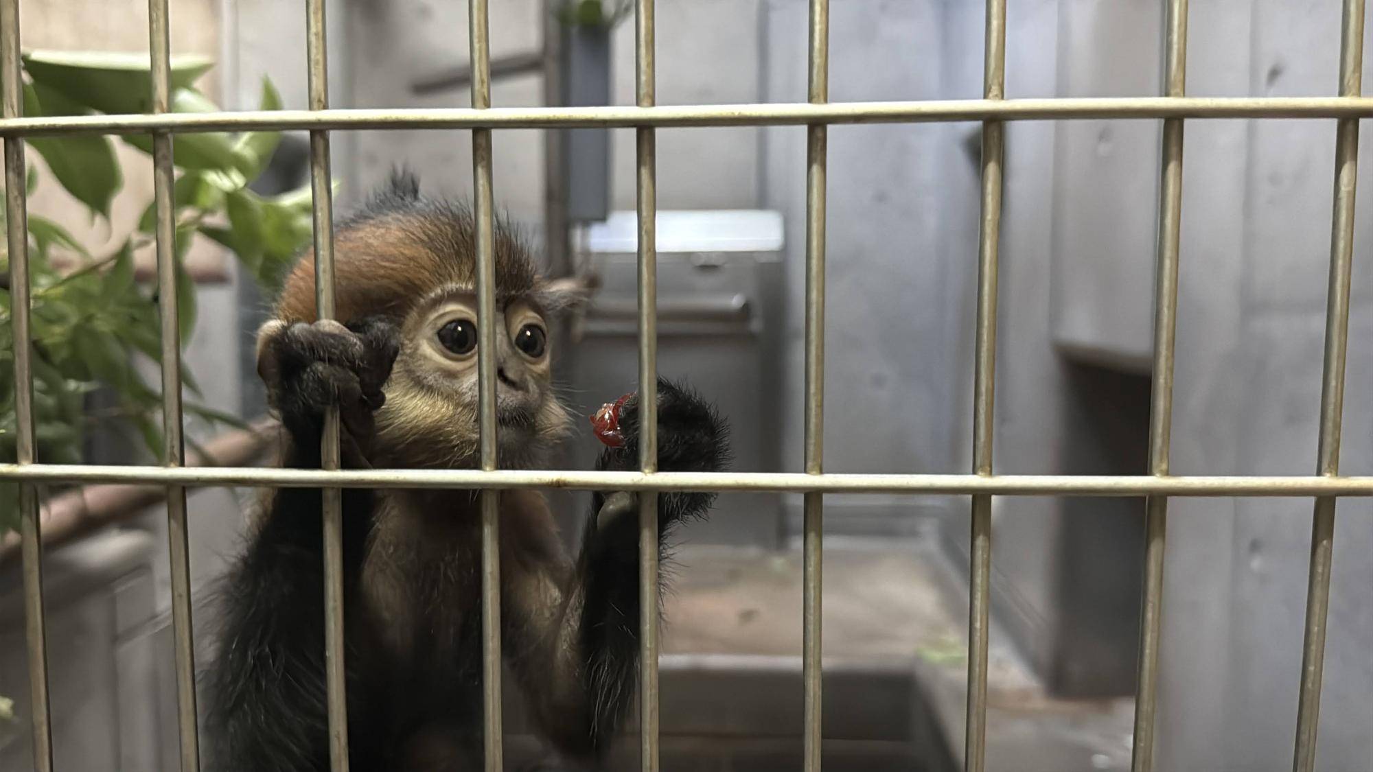 【飼育日誌】20251120：あつまれチョコミン党②積極的になるとき (6).jpg
