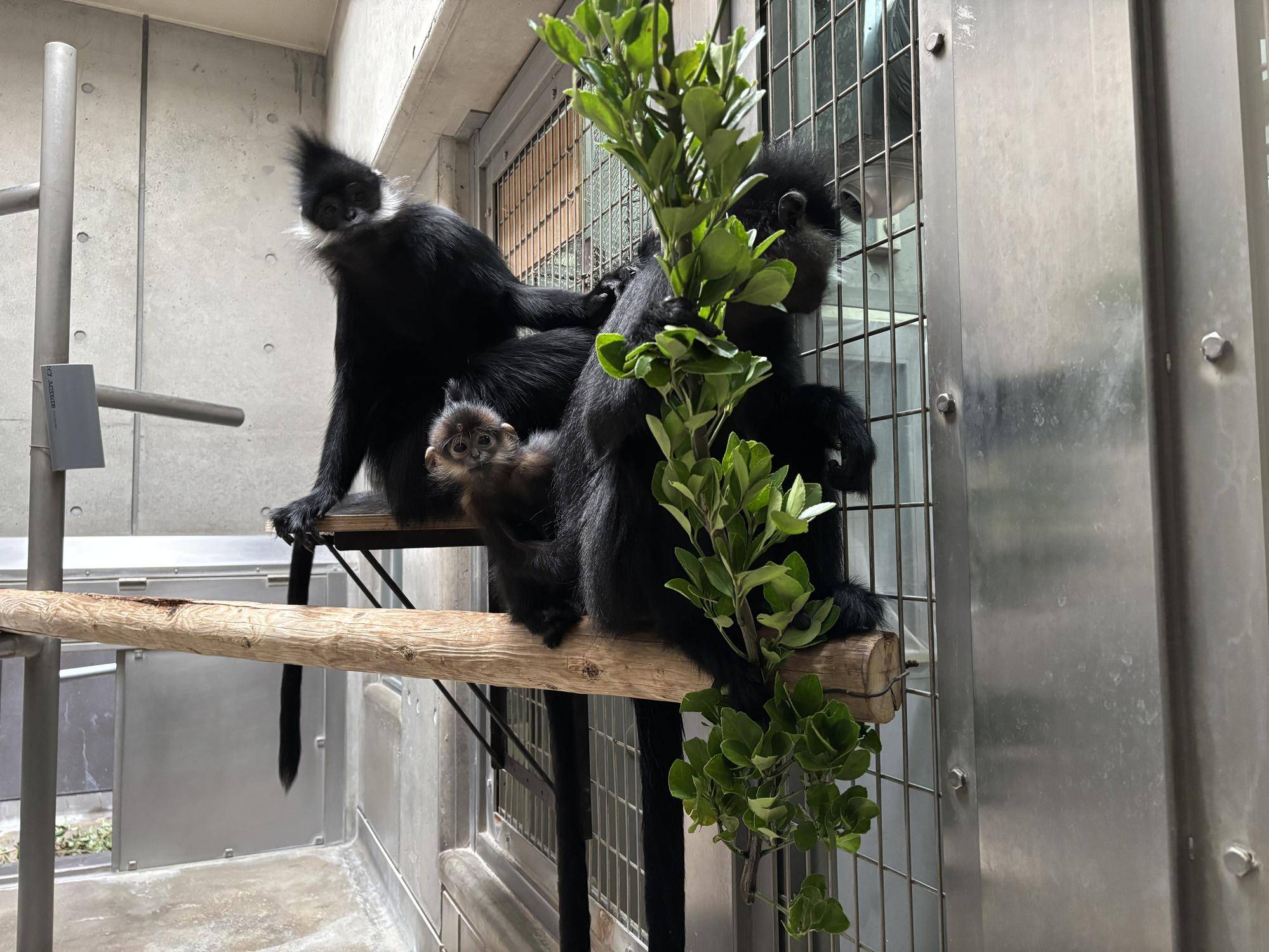 【飼育日誌】20251120:最近のミントのおはなし チョコの背中側に隠れるミント.jpg