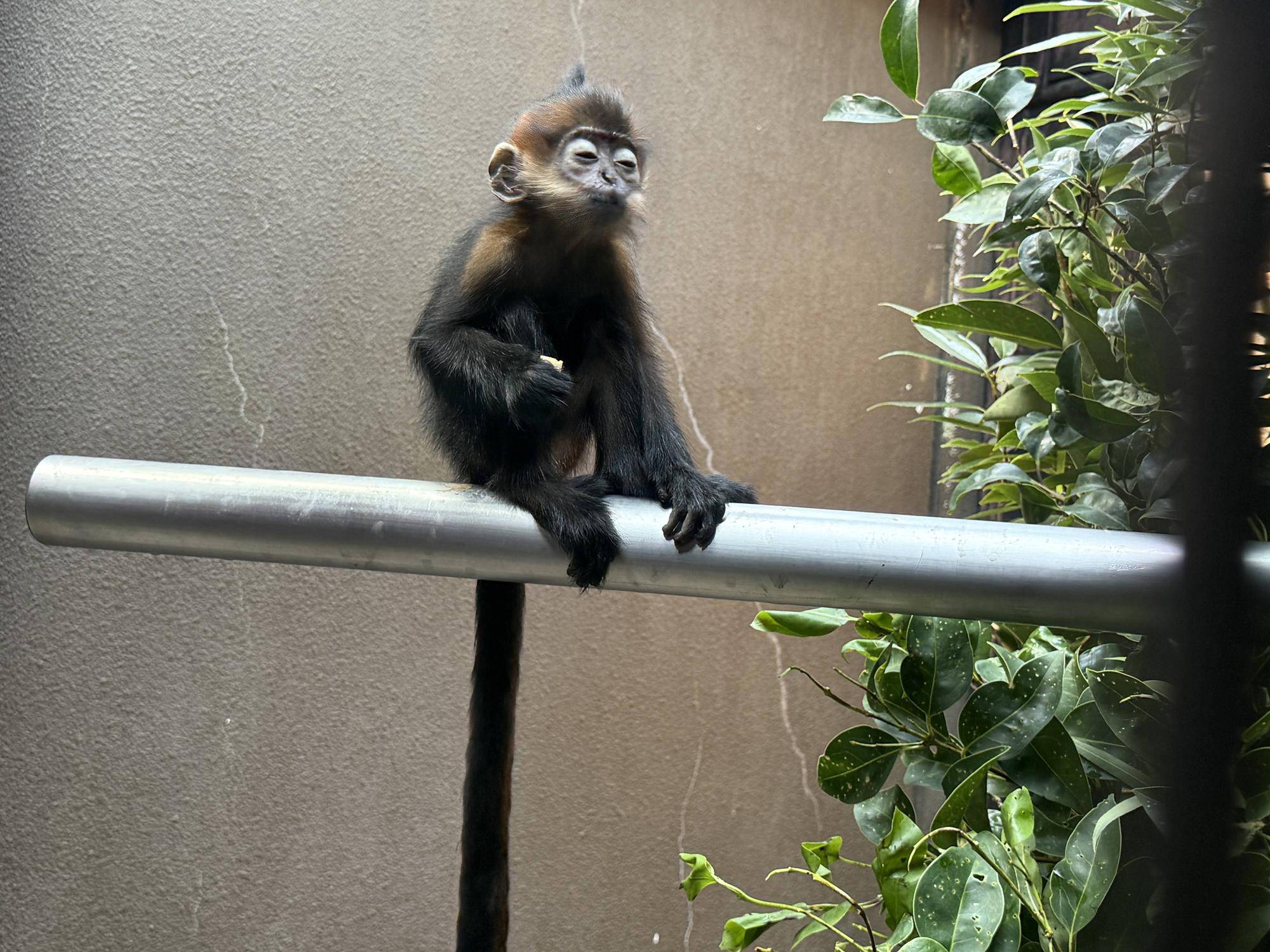 【飼育日誌】20251120：あつまれチョコミン党②積極的になるとき (5).jpg