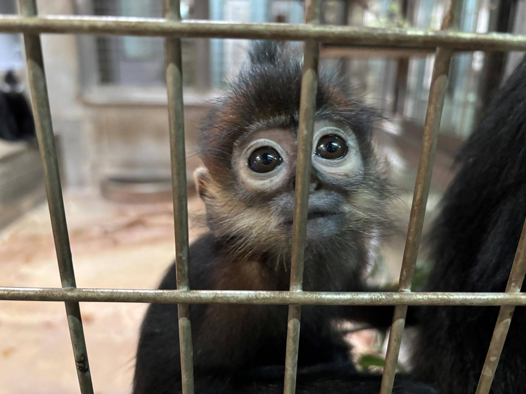 【飼育日誌】20251120:最近のミントのおはなし 担当が観察していても隠れないミント.jpg