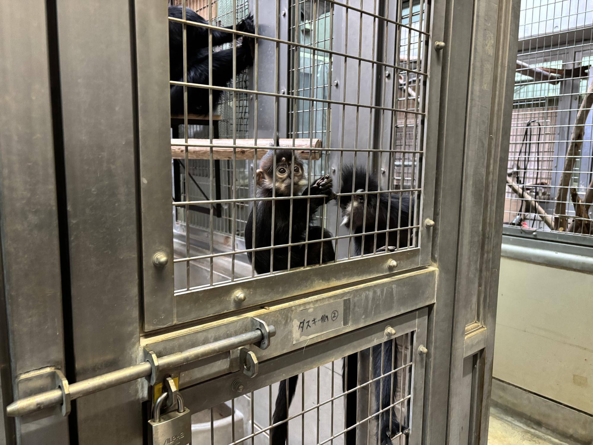 【飼育日誌】20251120:最近のミントのおはなし 慣れ始めて扉の先越しにニンニンたちを観察するミント.jpg