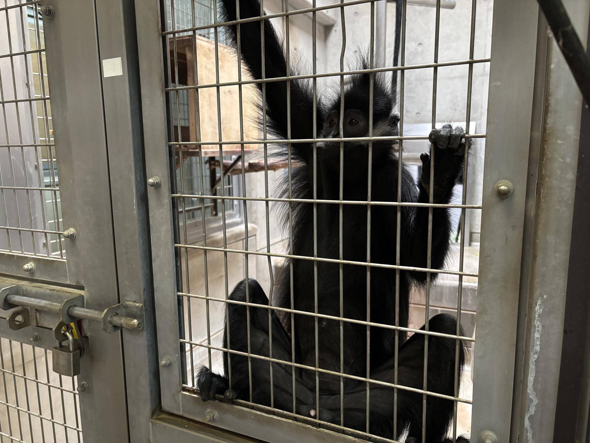 【飼育日誌】20251120:最近のミントのおはなし ミントたちを観察しているレモン.jpg