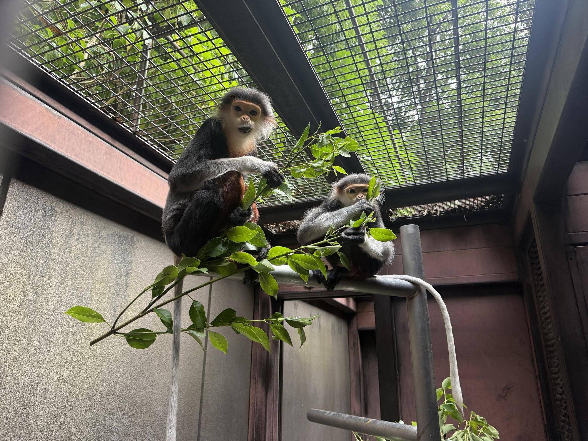 【飼育日誌】20251120：あつまれチョコミン党②積極的になるとき (3).jpg