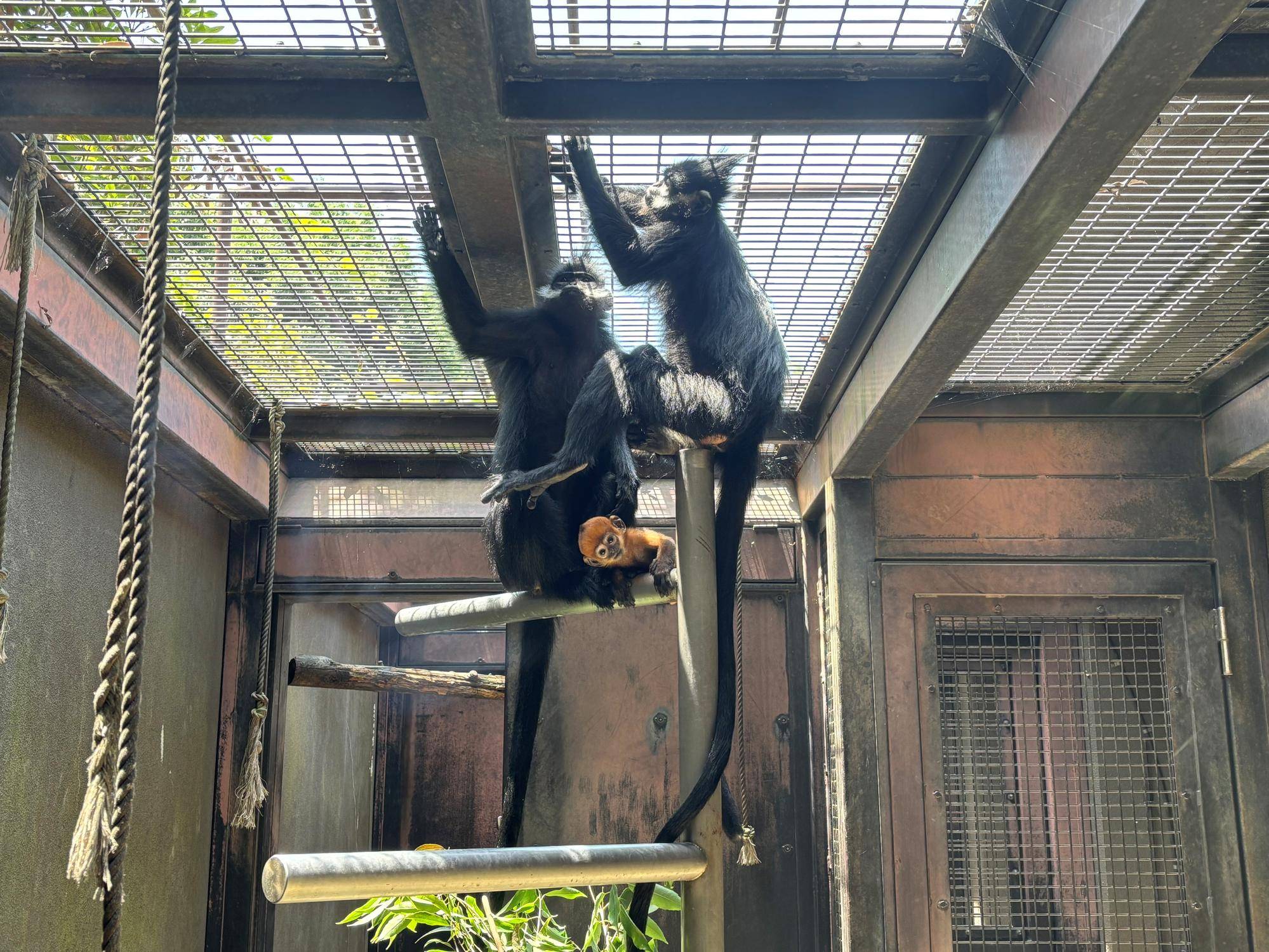 【飼育日誌】20251120:最近のミントのおはなし サブパドックで過ごすフランソワルトンたち.jpg