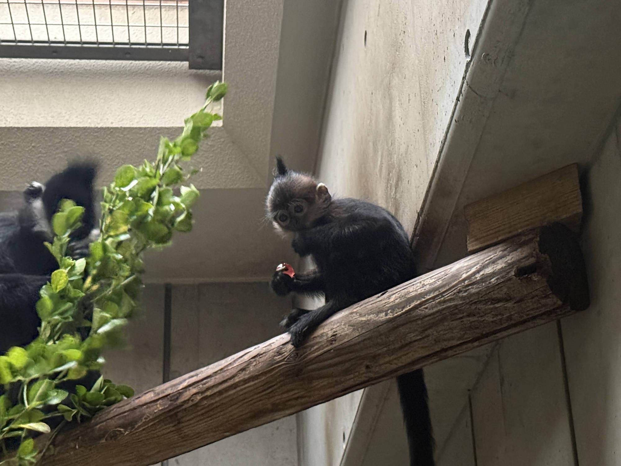 【飼育日誌】20251120：あつまれチョコミン党②積極的になるとき (7).jpg