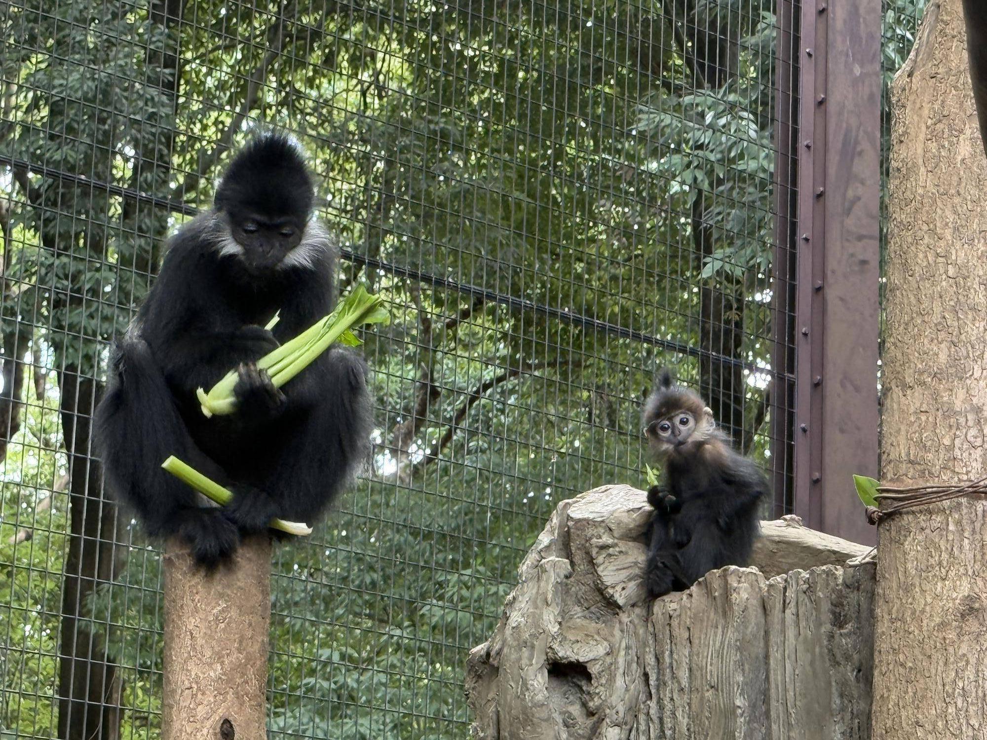 【飼育日誌】20251120：あつまれチョコミン党②積極的になるとき (12).jpg