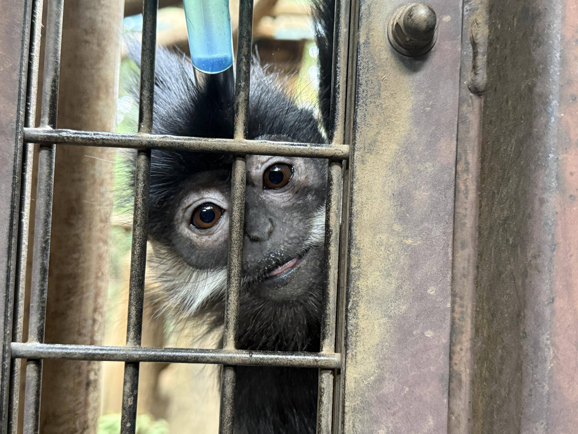 【飼育日誌】20260101:さる年が待ち遠しい (15).jpg