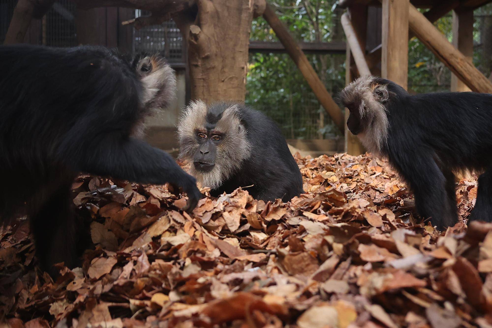 落ち葉とシシオザル
