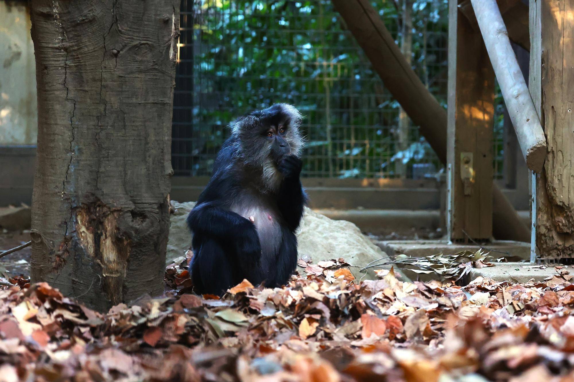 見つけた餌を食べるハニイ