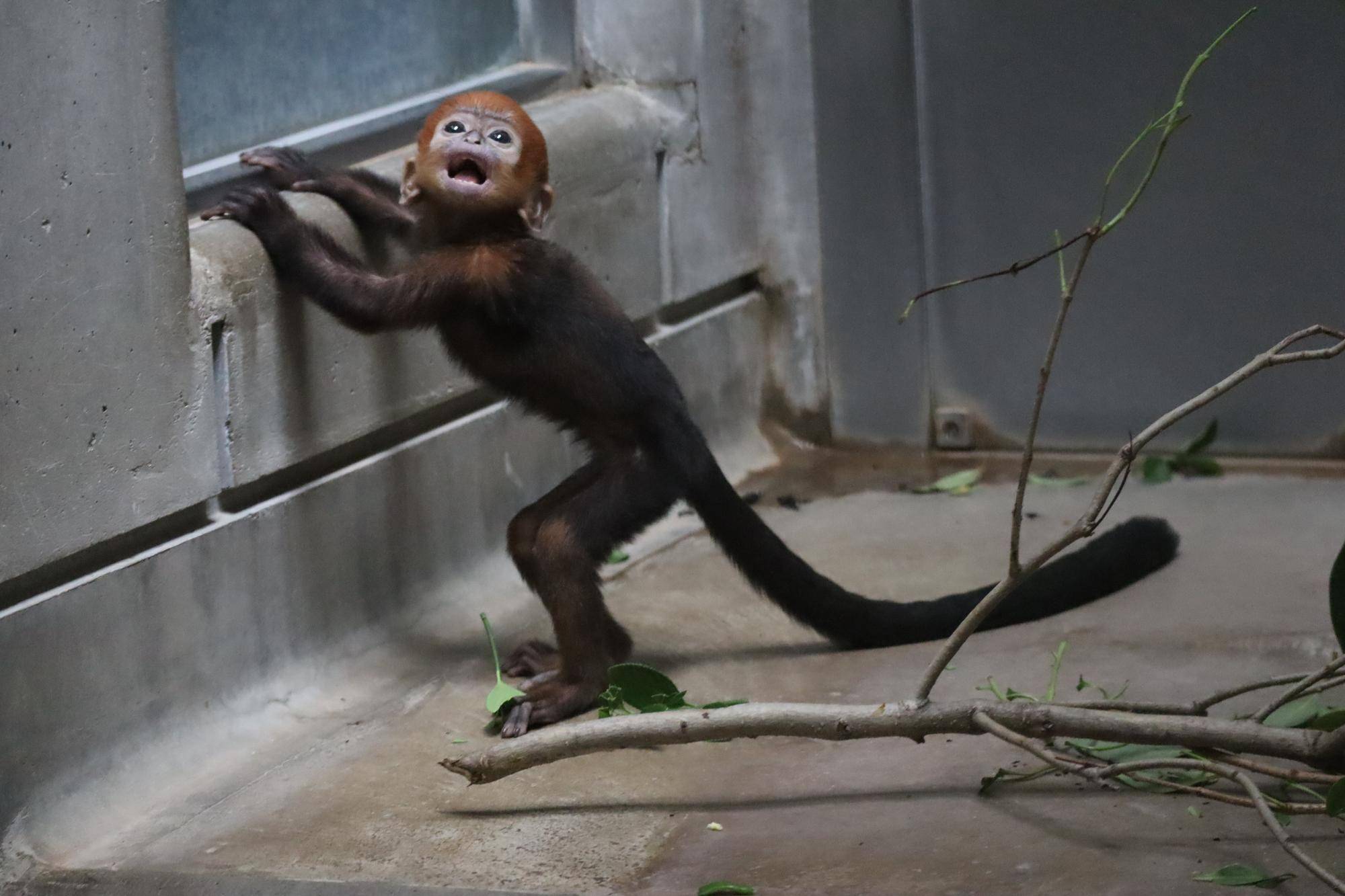 【飼育日誌】20251215：比べてみよう【色】 (13).jpg