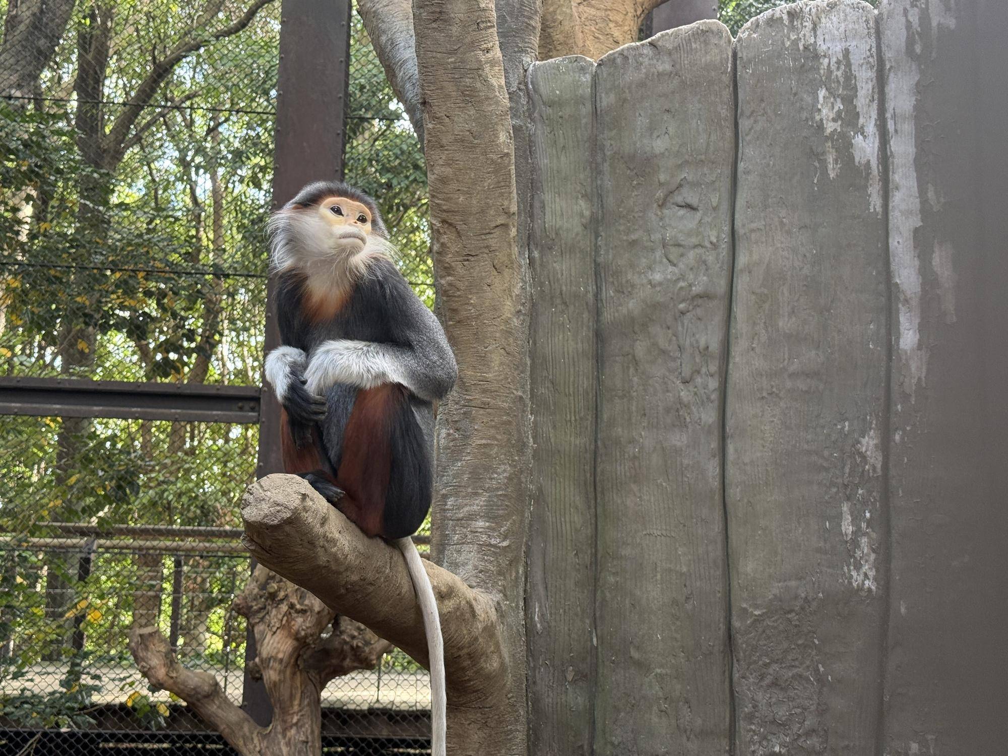 【飼育日誌】20260101:さる年が待ち遠しい (11).jpg
