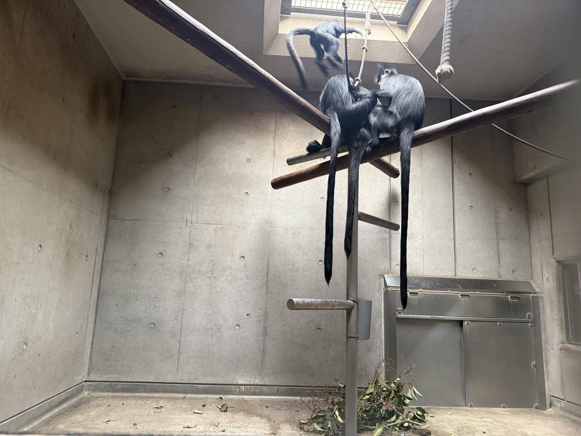 【飼育日誌】20260101:さる年が待ち遠しい (10).jpg