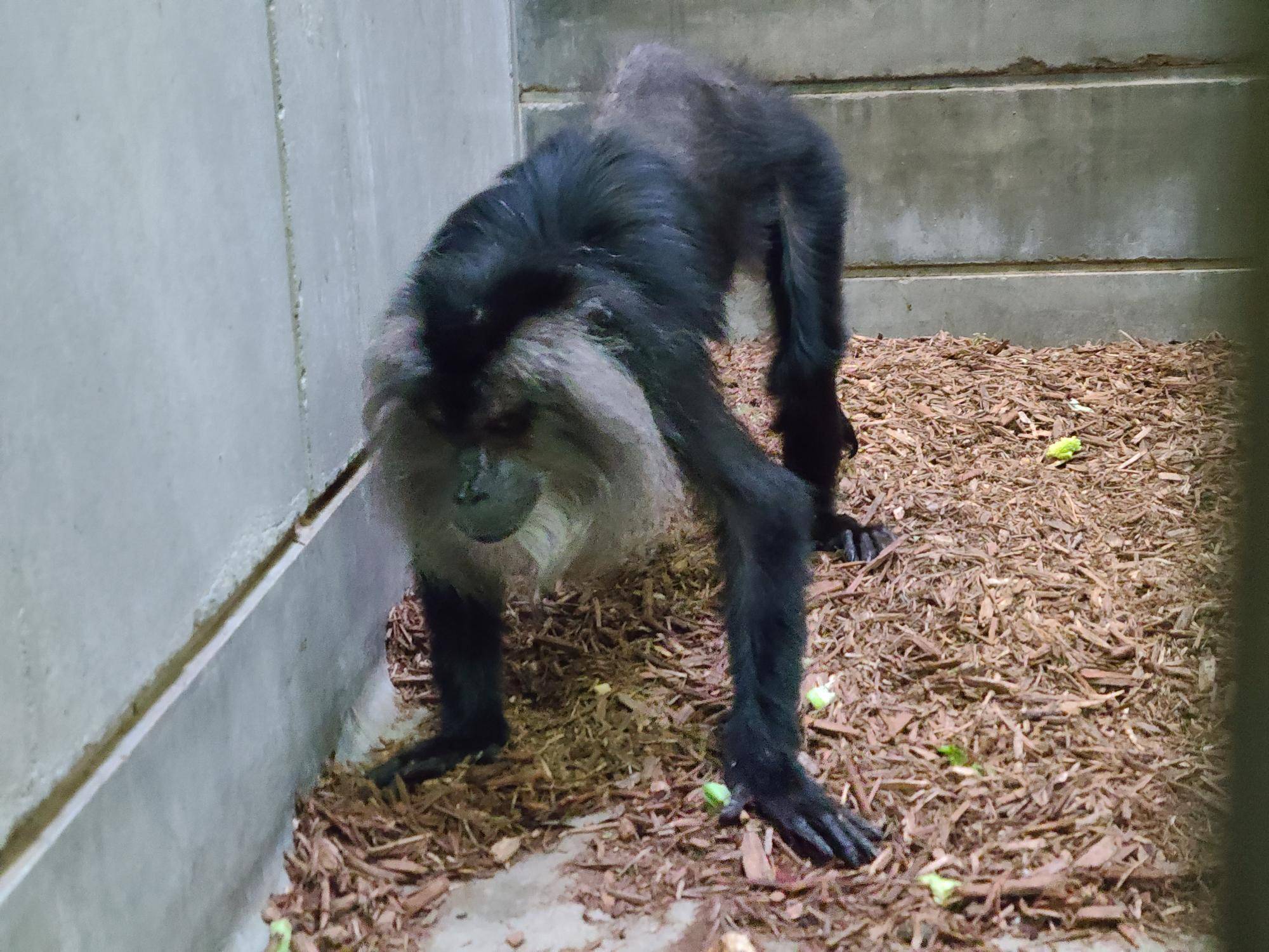 2025年3月に死亡したリジー