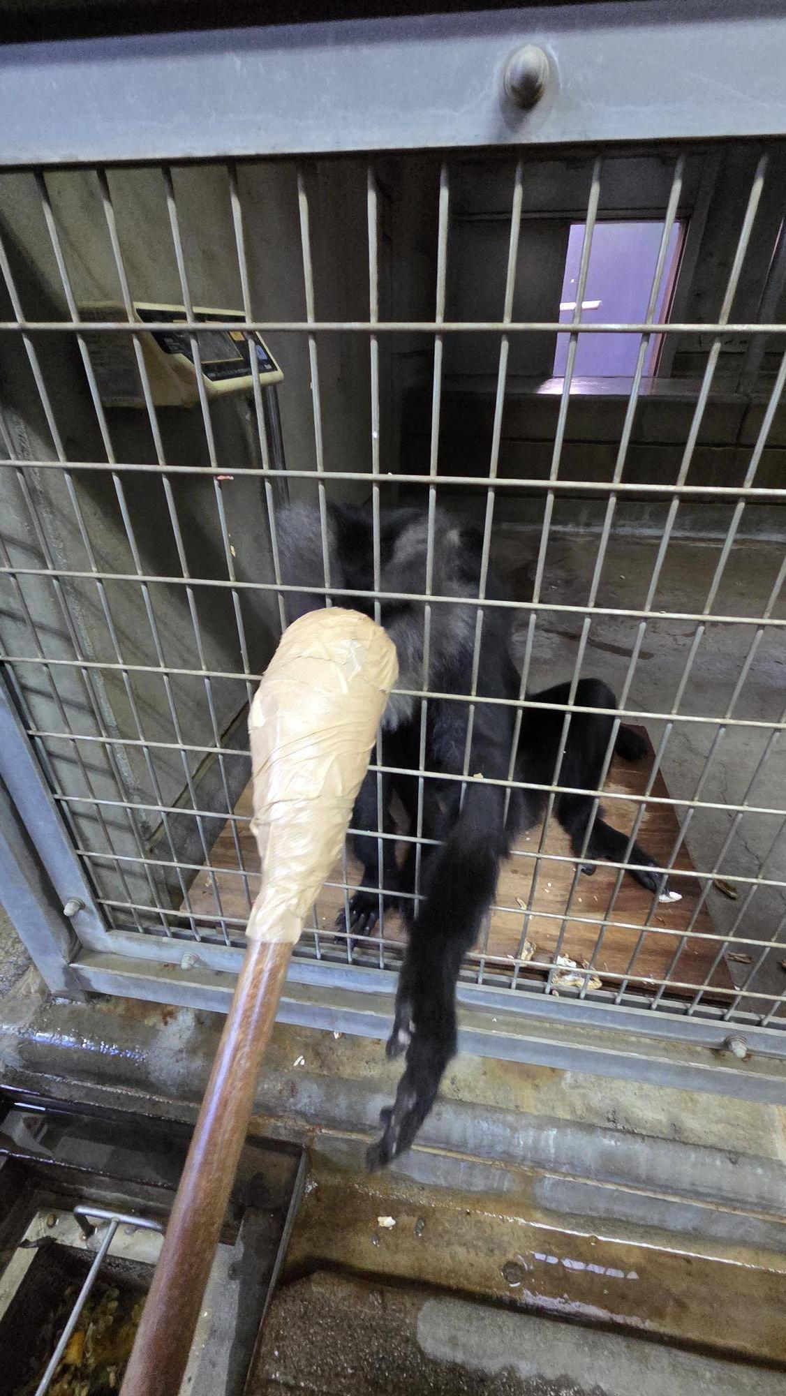 体重計に乗るマロン