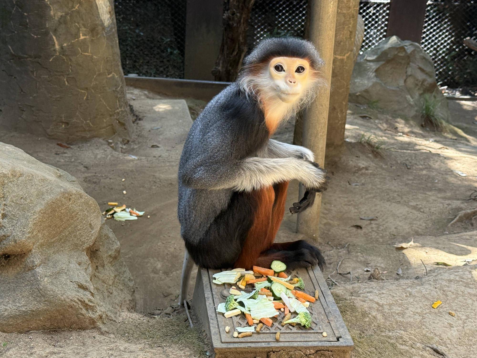 【飼育日誌】20260101:さる年が待ち遠しい (12).jpg
