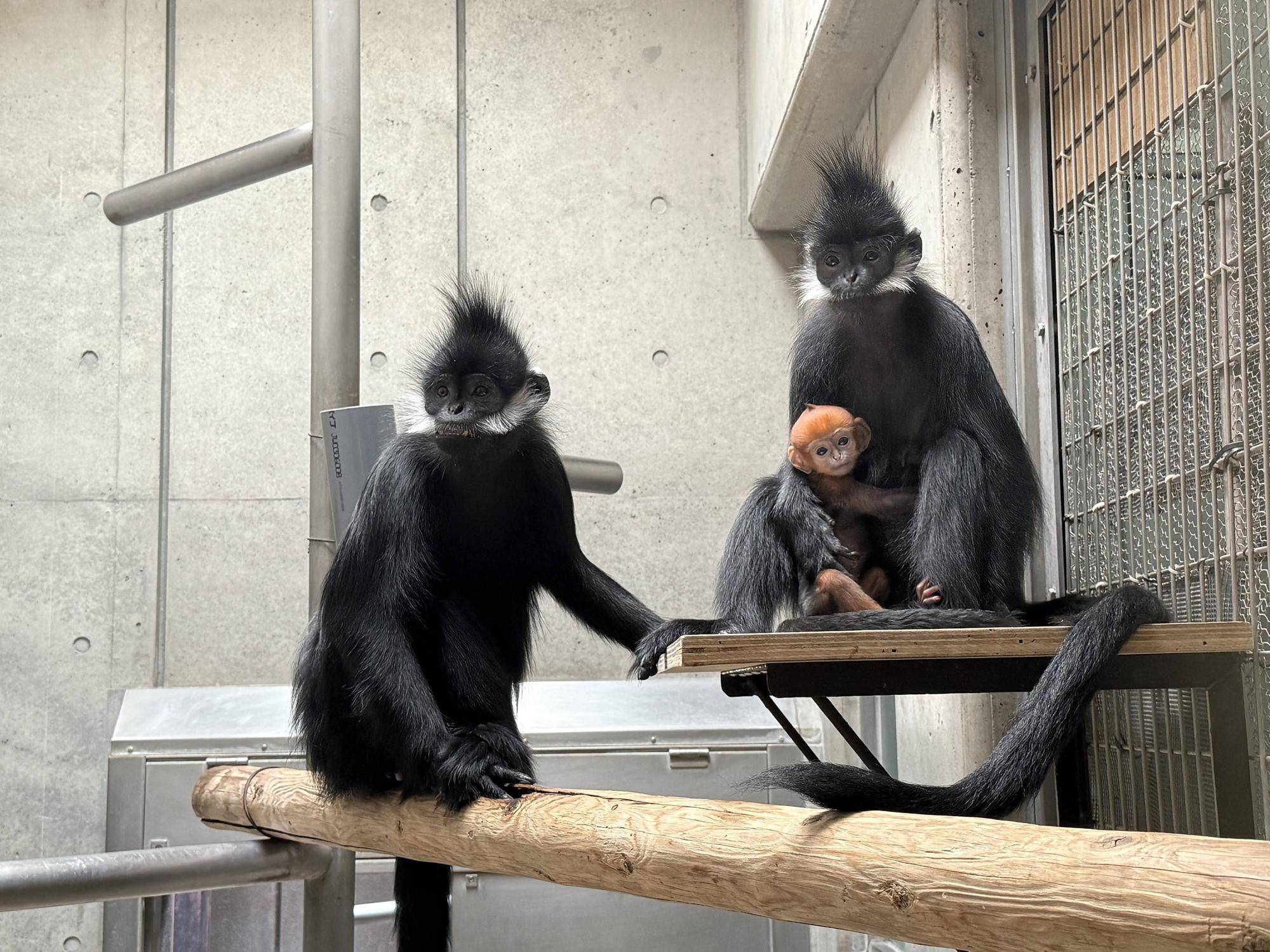 【飼育日誌】20251215：比べてみよう【色】 (2).jpg