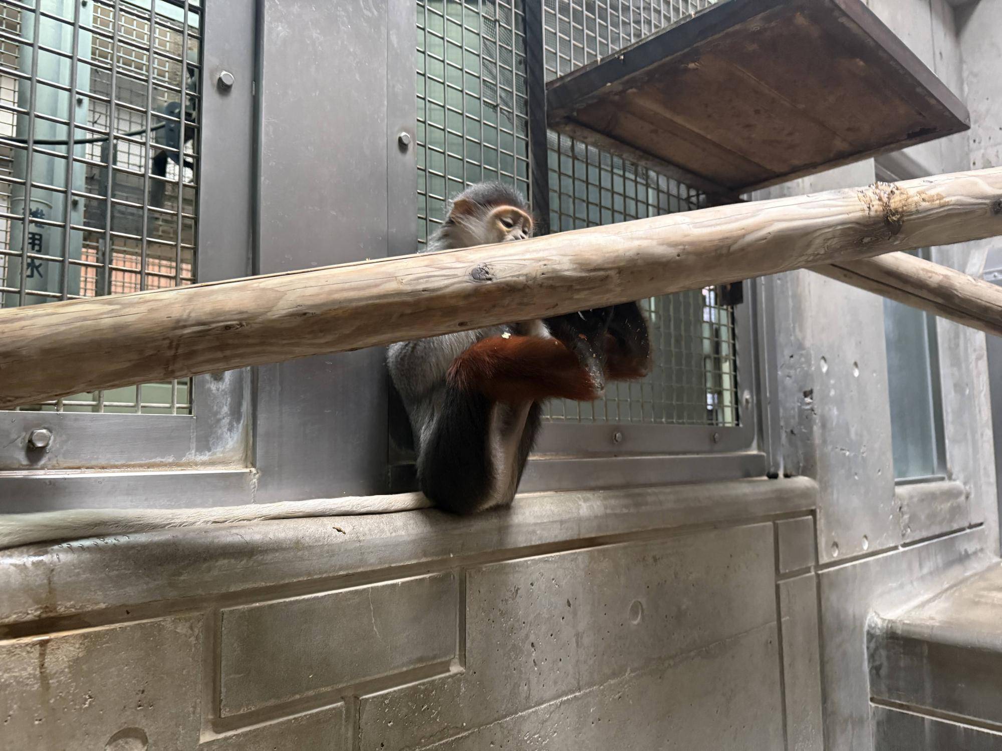 【飼育日誌】20260101:さる年が待ち遠しい (7).jpg