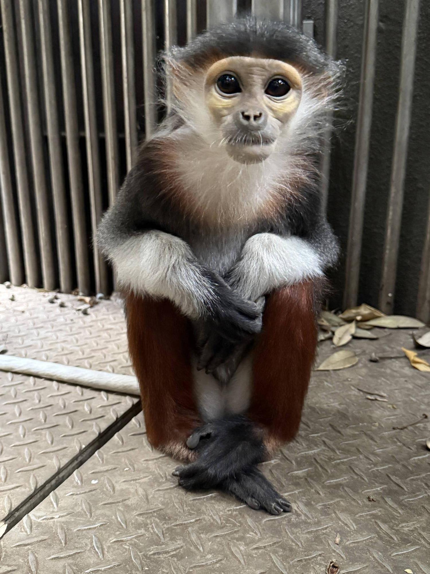 【飼育日誌】20260101:さる年が待ち遠しい (6).jpg