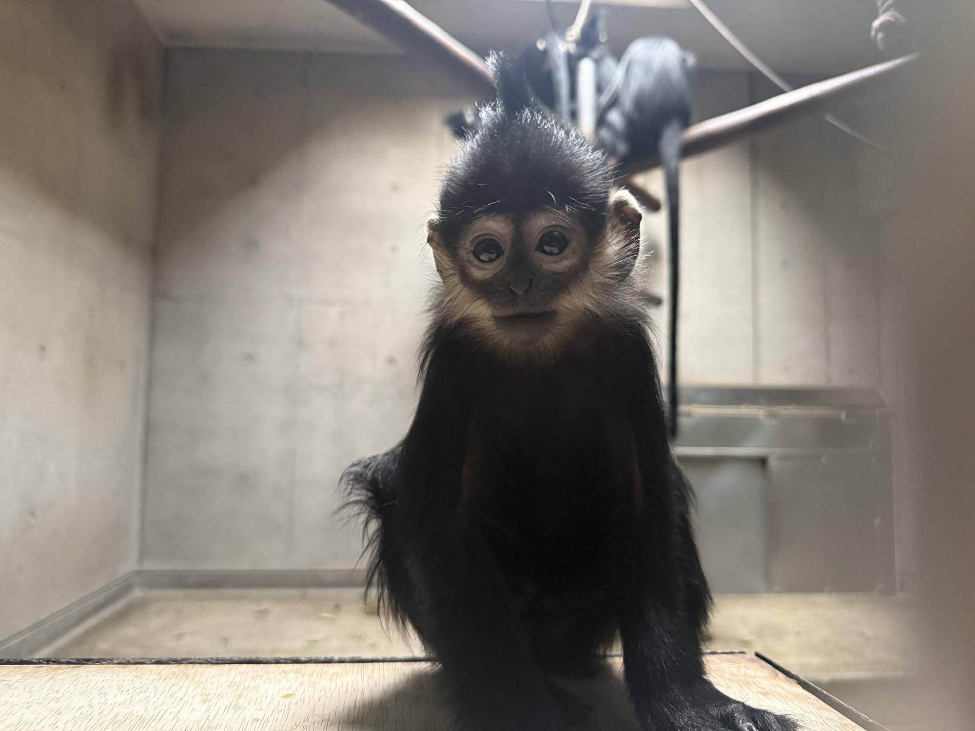 【飼育日誌】20260101:さる年が待ち遠しい (9).jpg