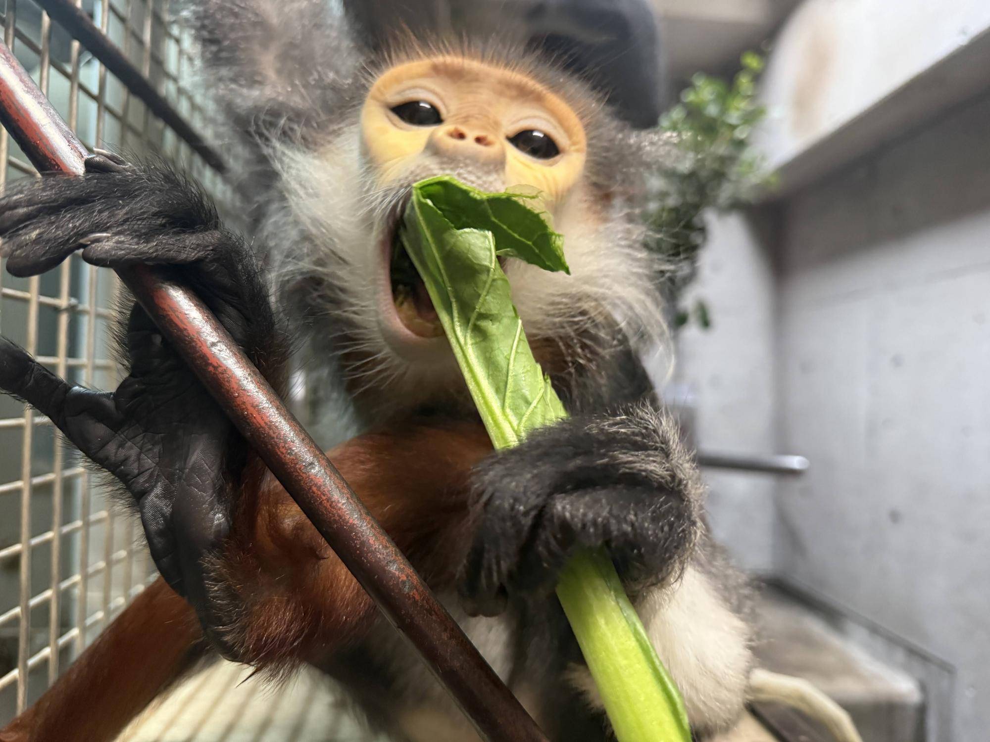 【飼育日誌】20260101:さる年が待ち遠しい (4).jpg