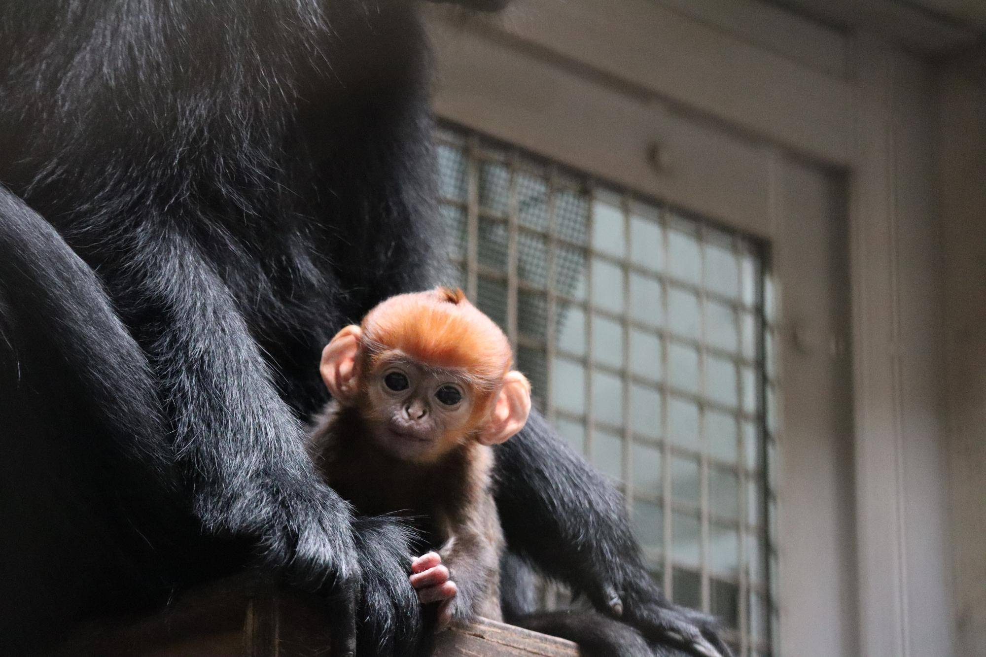 【飼育日誌】20251215：比べてみよう【色】 (4).jpg