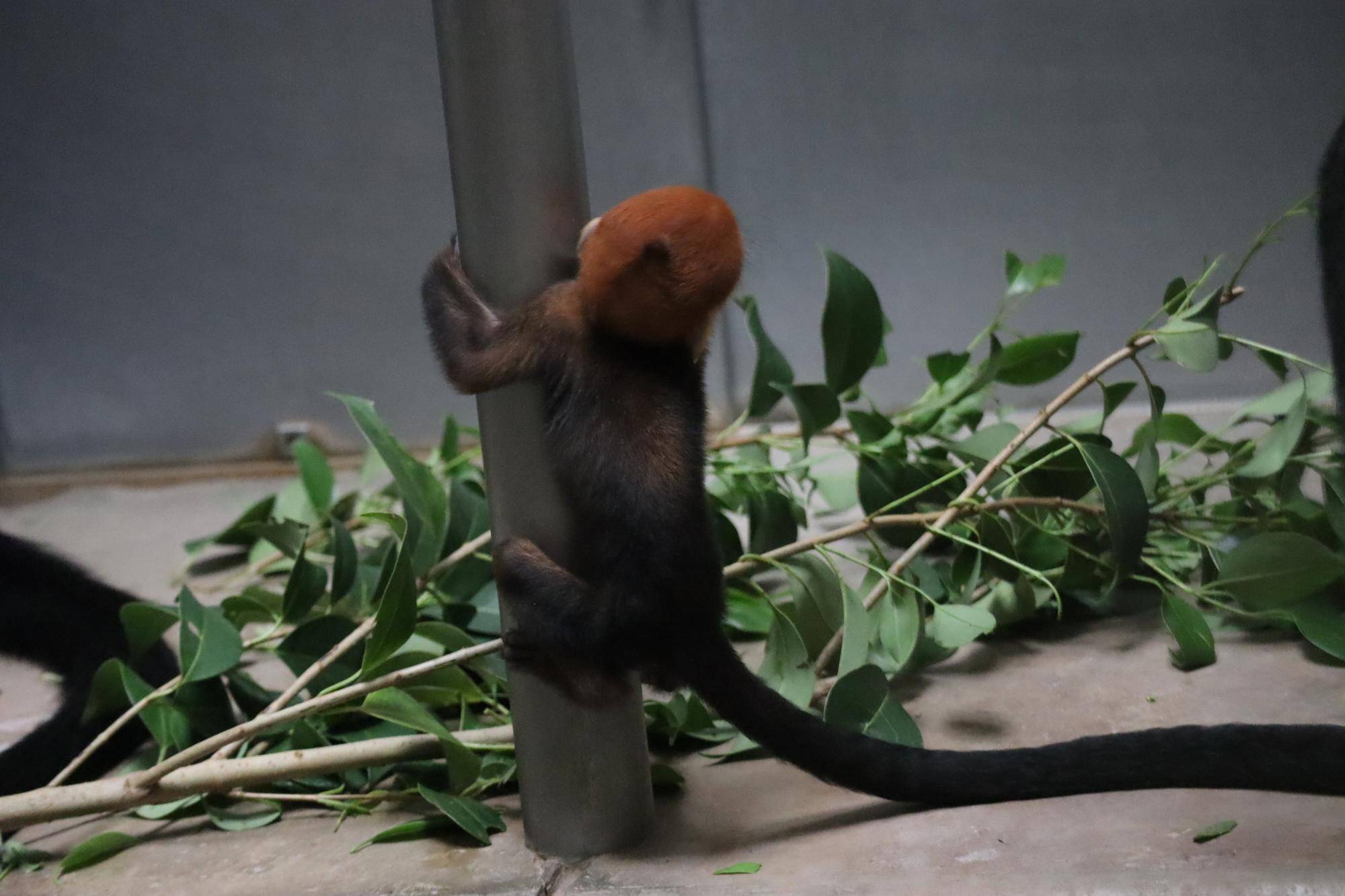 【飼育日誌】20251215：比べてみよう【色】 (5).jpg