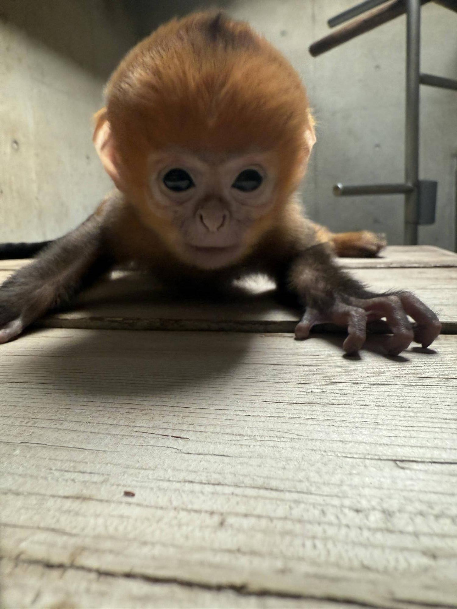 【飼育日誌】20251215：比べてみよう【色】 (6).jpg