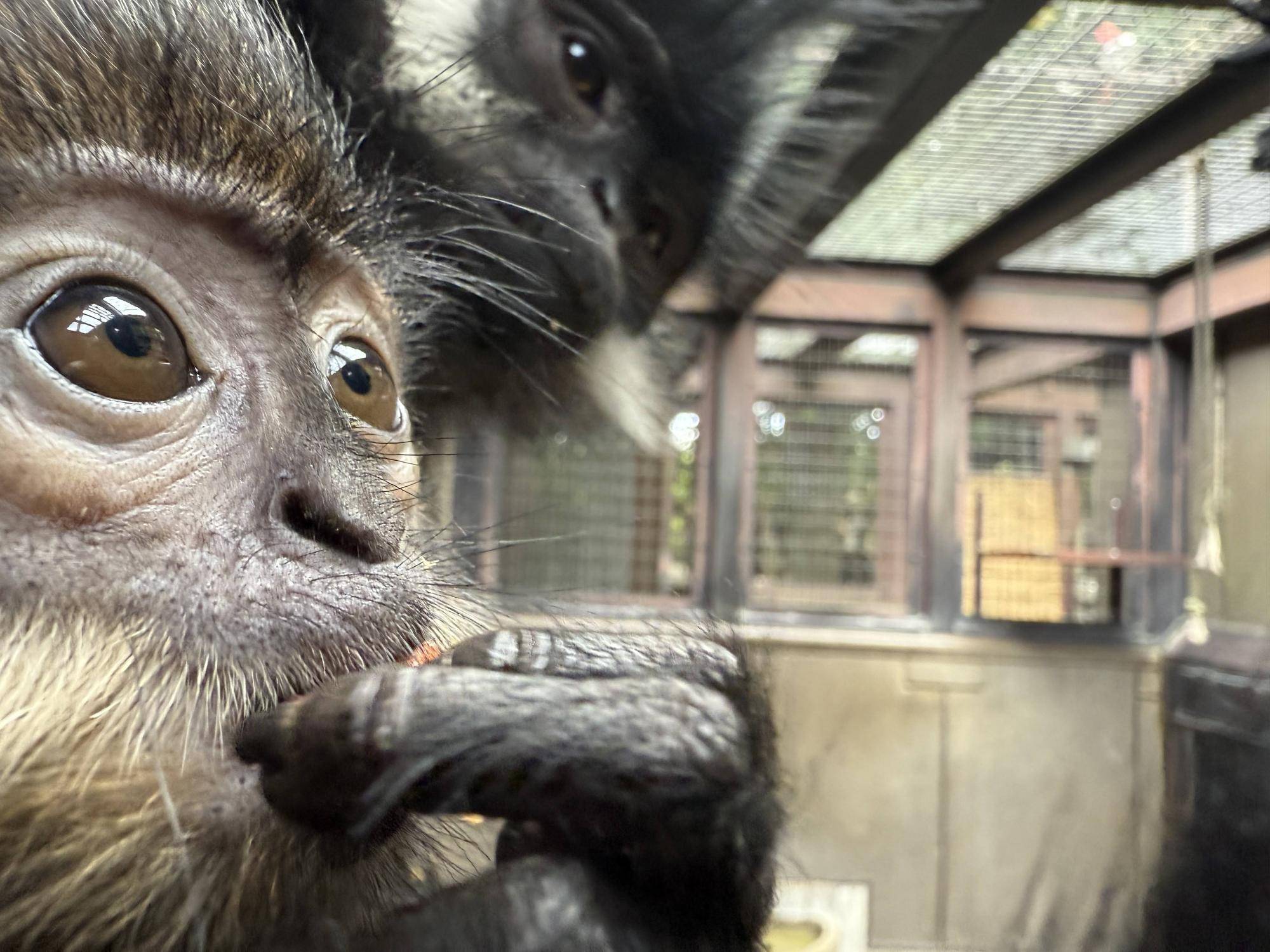 【飼育日誌】20260101:さる年が待ち遠しい (3).jpg