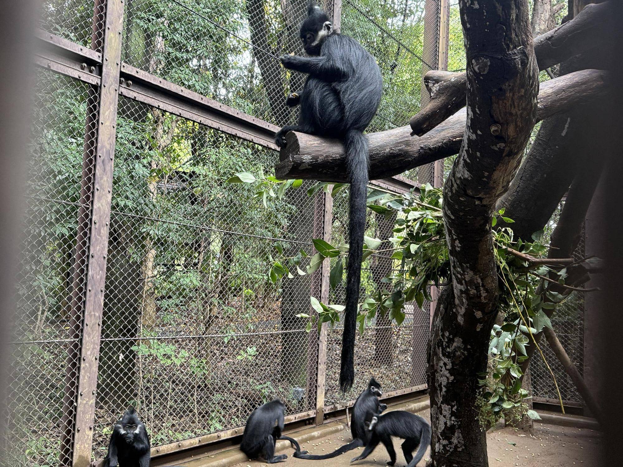 【飼育日誌】20260101:さる年が待ち遠しい (13).jpg