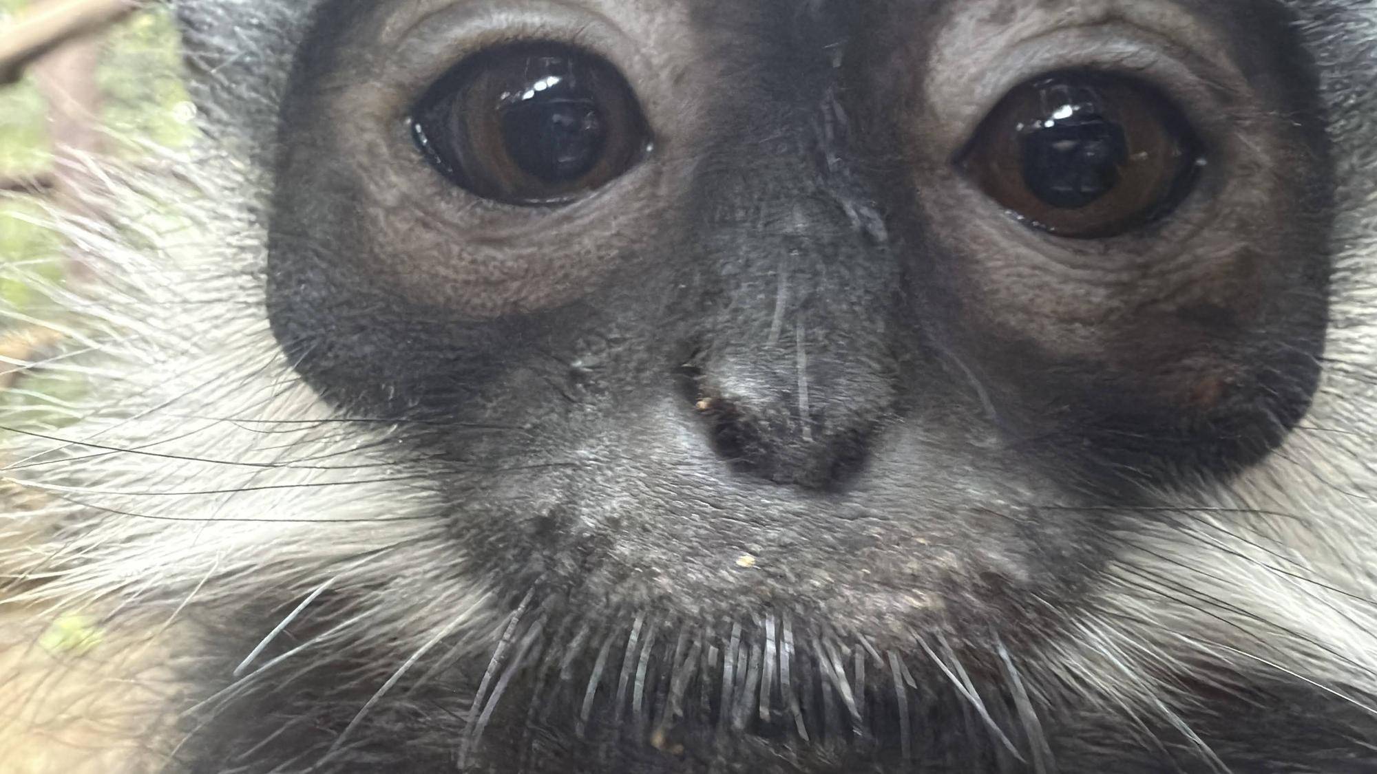 【飼育日誌】20260101:さる年が待ち遠しい (14).jpg