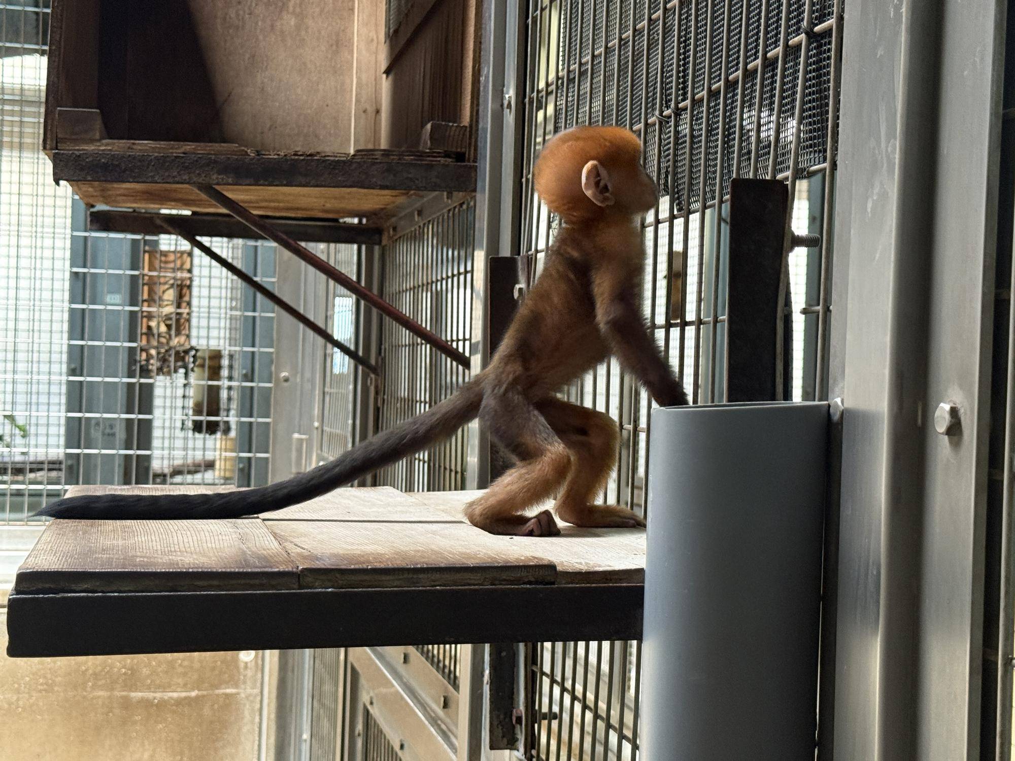 【飼育日誌】20251215：比べてみよう【色】 (7).jpg