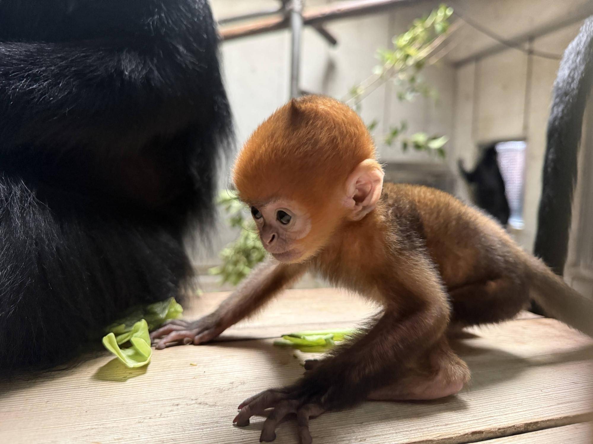 【飼育日誌】20251215：比べてみよう【色】 (9).jpg