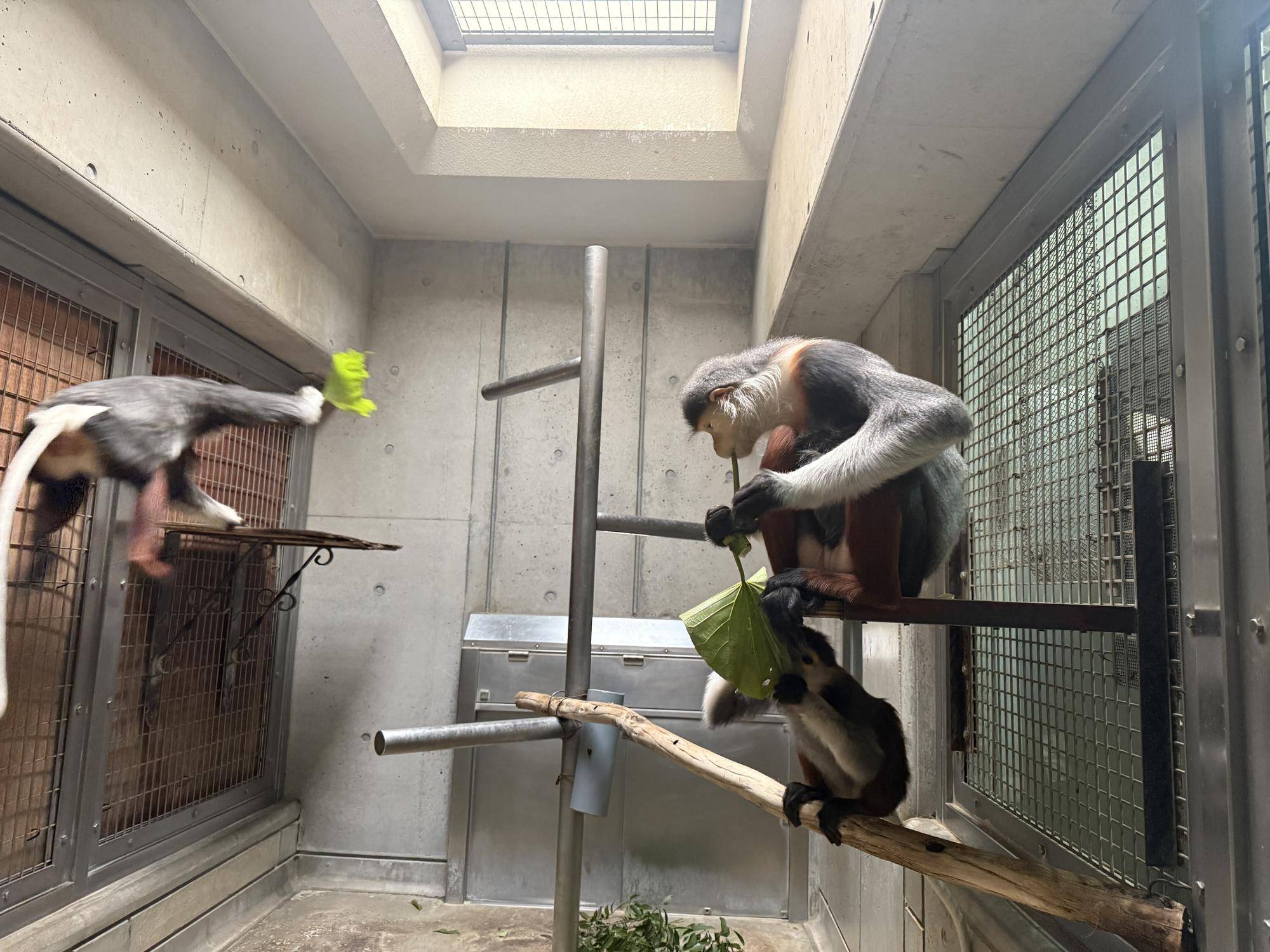 【飼育日誌】20260101:さる年が待ち遠しい (5).jpg