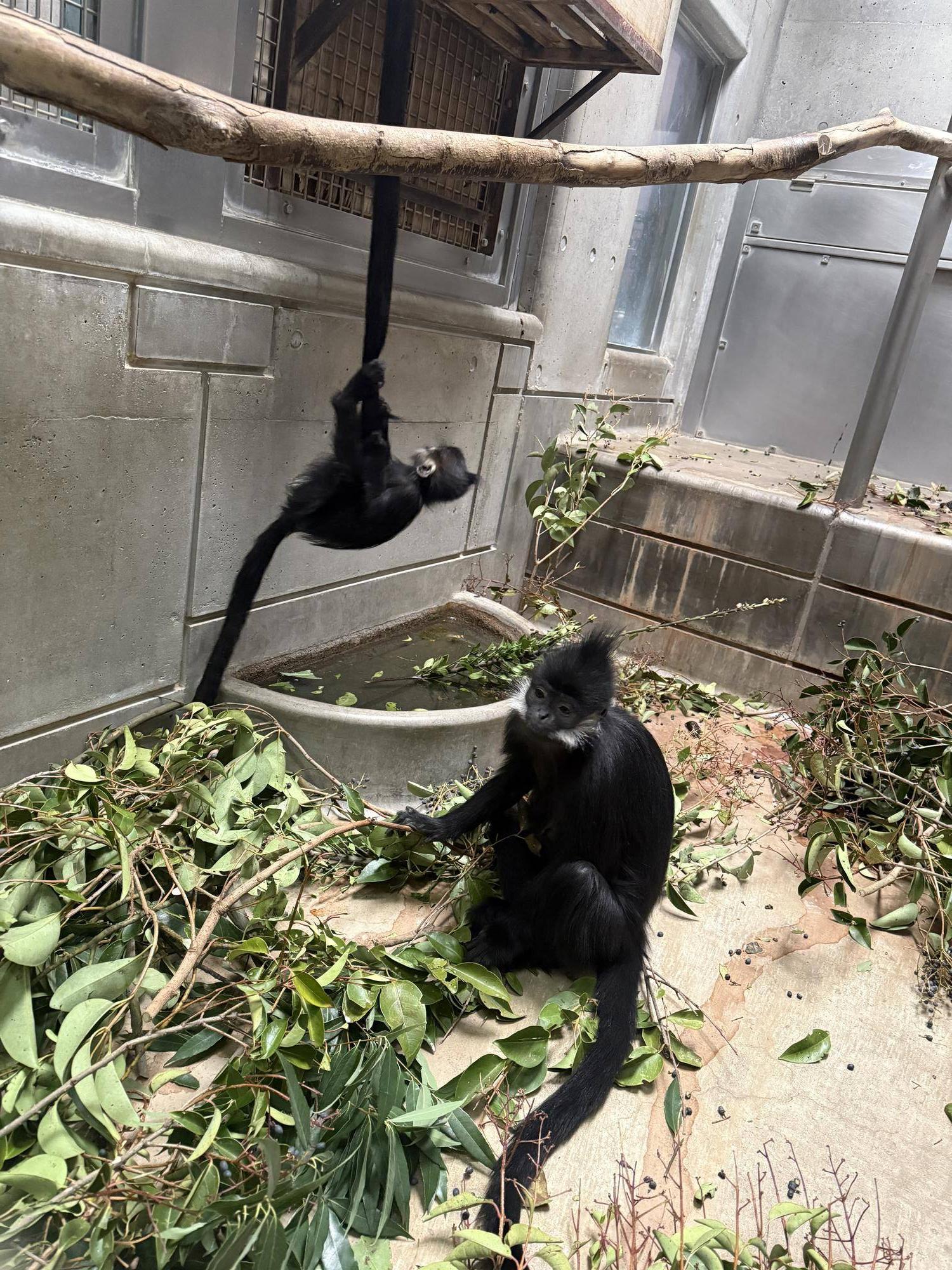 【飼育日誌】20260101：さる年が待ち遠しい (8).jpg