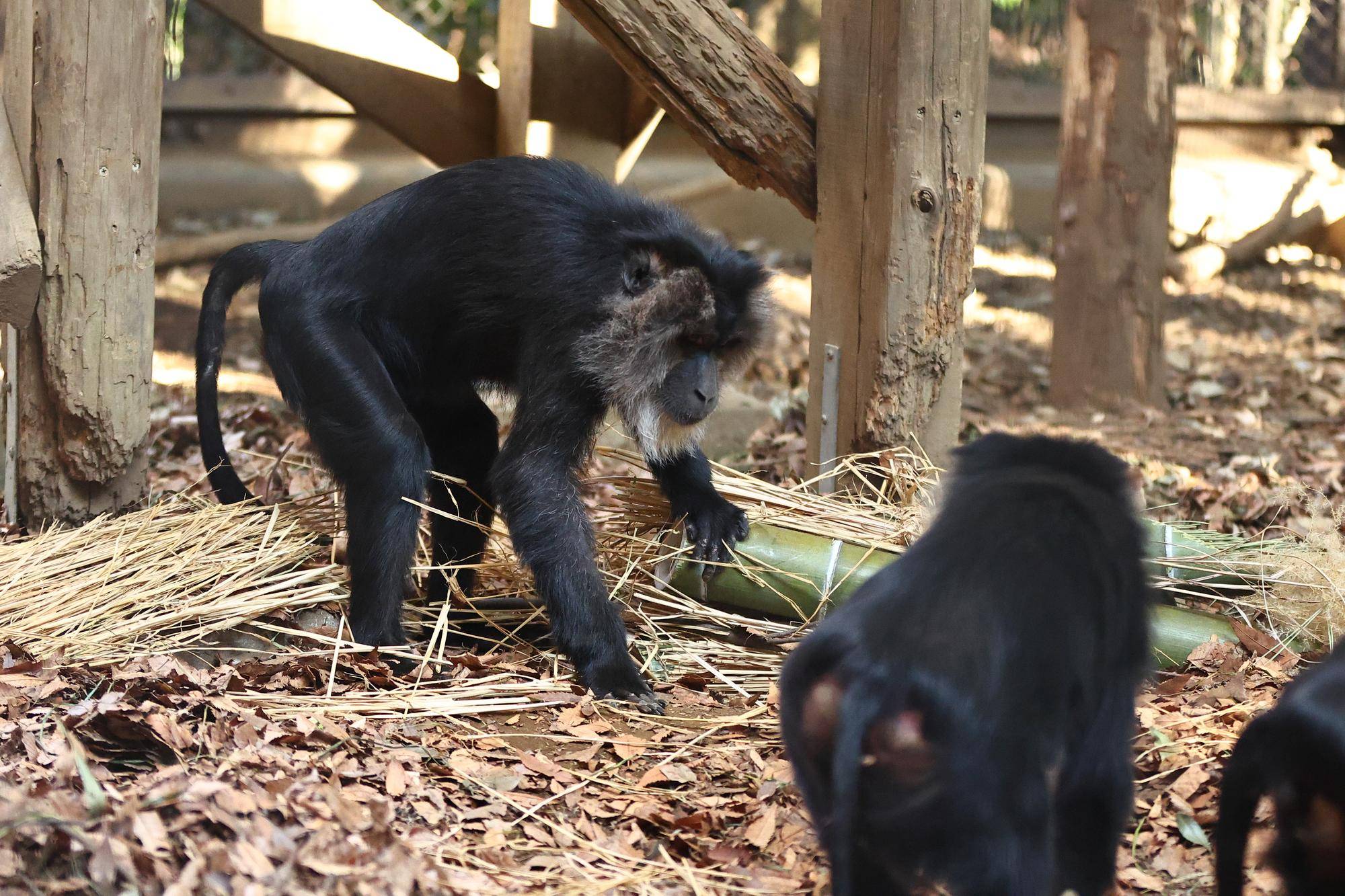 門松を分解するマロン
