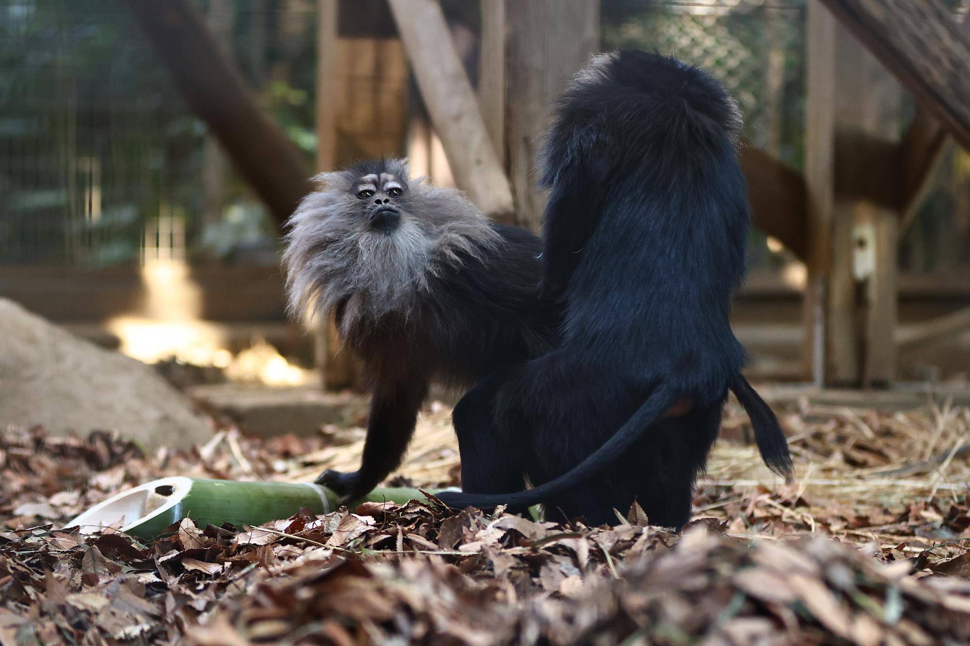 竹を奪い合うハマーとマナ