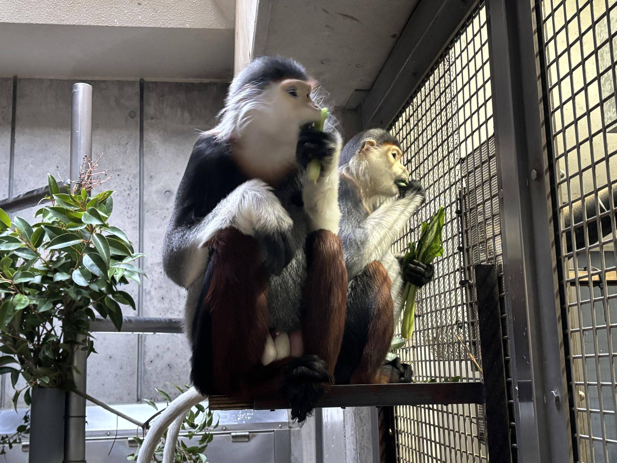 【飼育日誌】20260112：こだわりの食べ方🥬　モイとホアの食べ方.jpeg