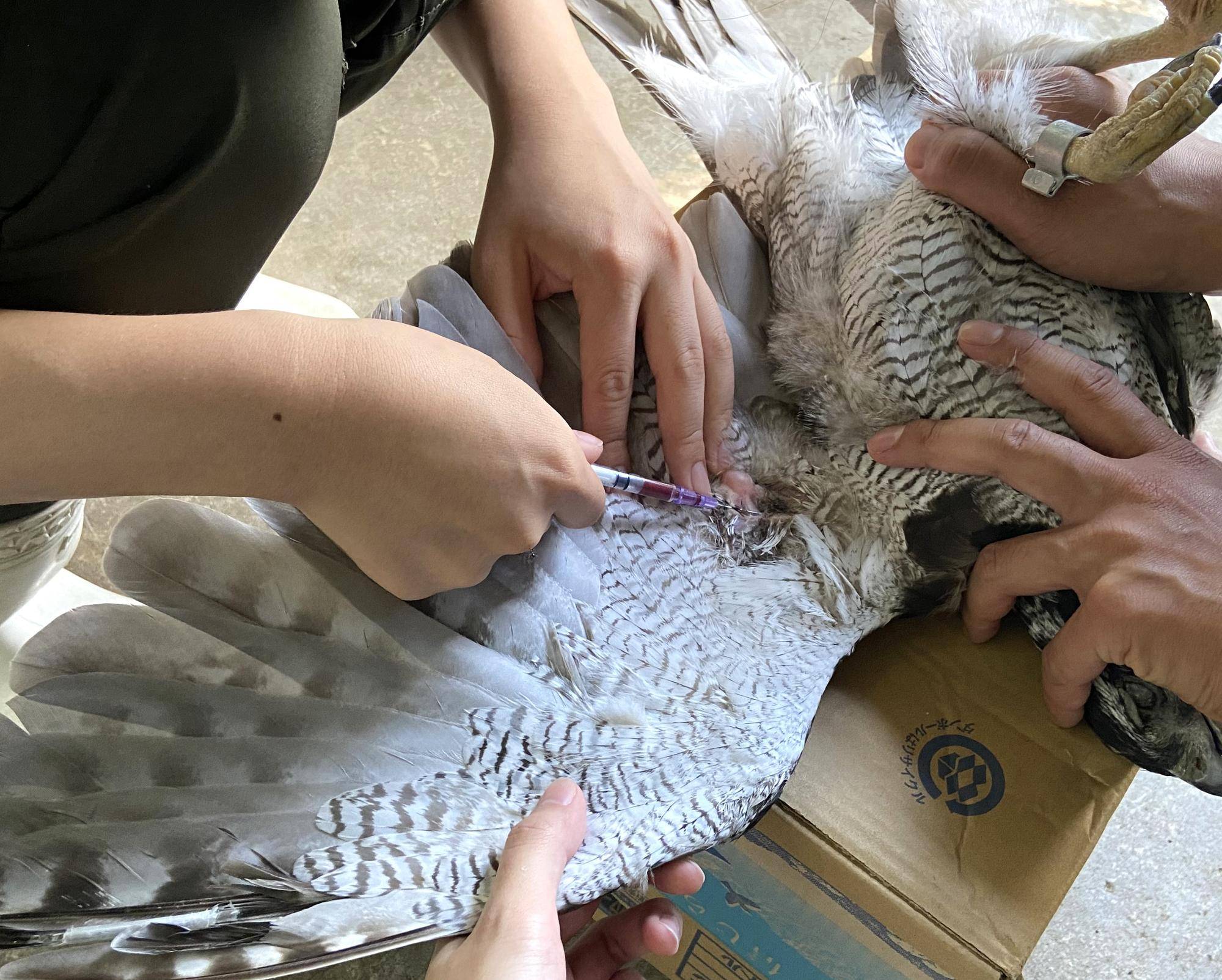 オオタカ採血.jpg