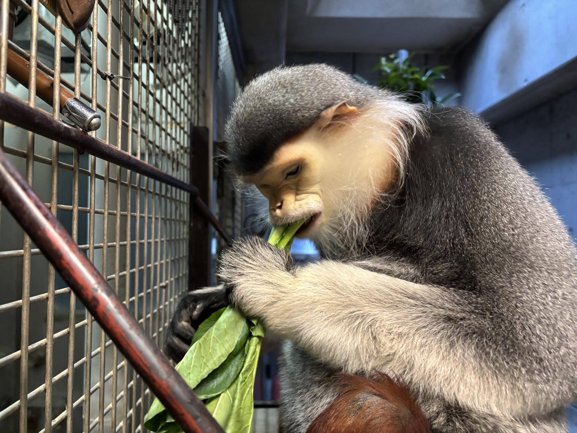 【飼育日誌】20260223：いい食べっぷり！！🥬　しっかりと小松菜を噛み千切るショーン.jpeg