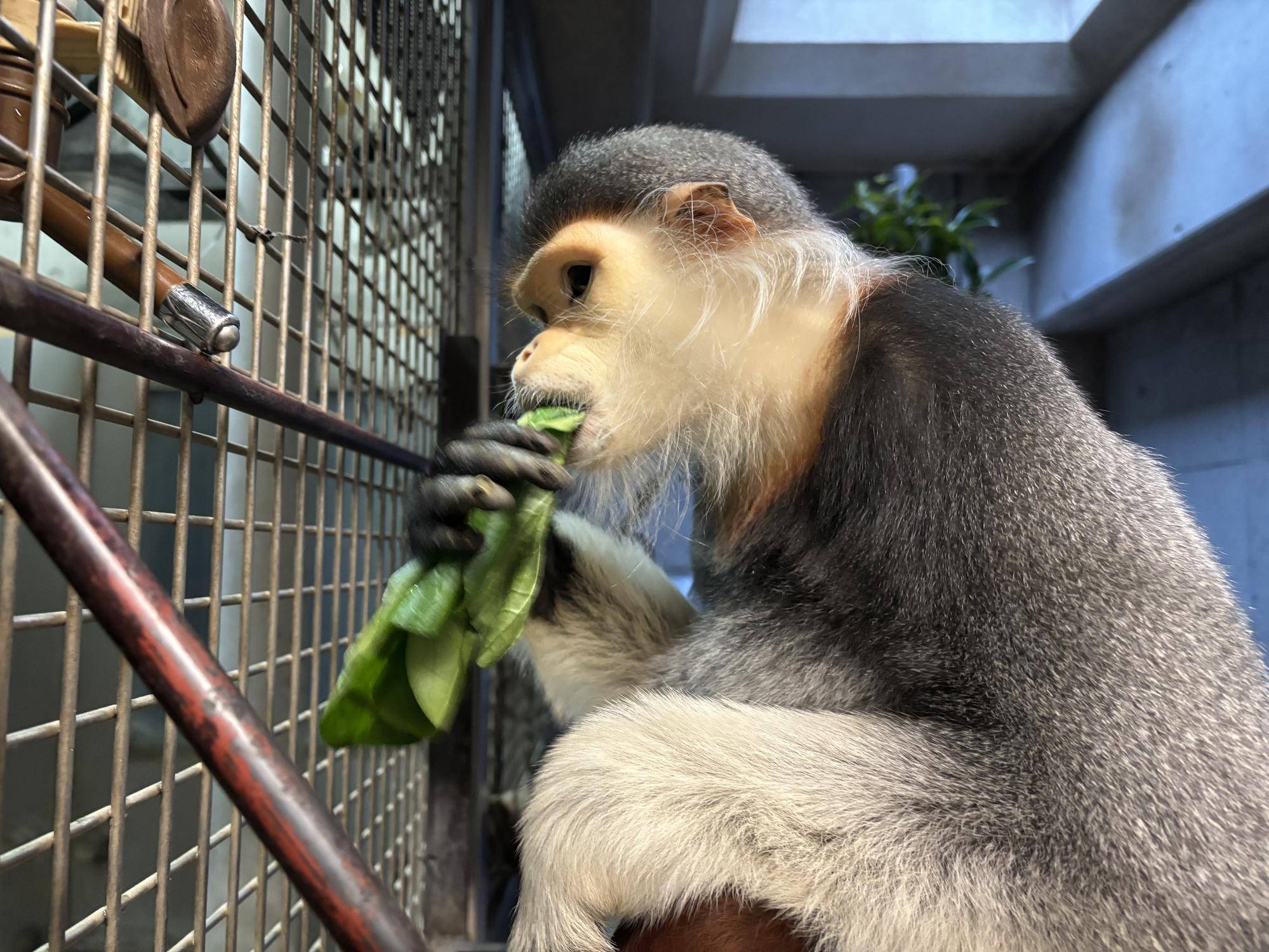 【飼育日誌】20260223：いい食べっぷり！！🥬　小松菜の葉っぱの部分を頬張るショーン.jpeg