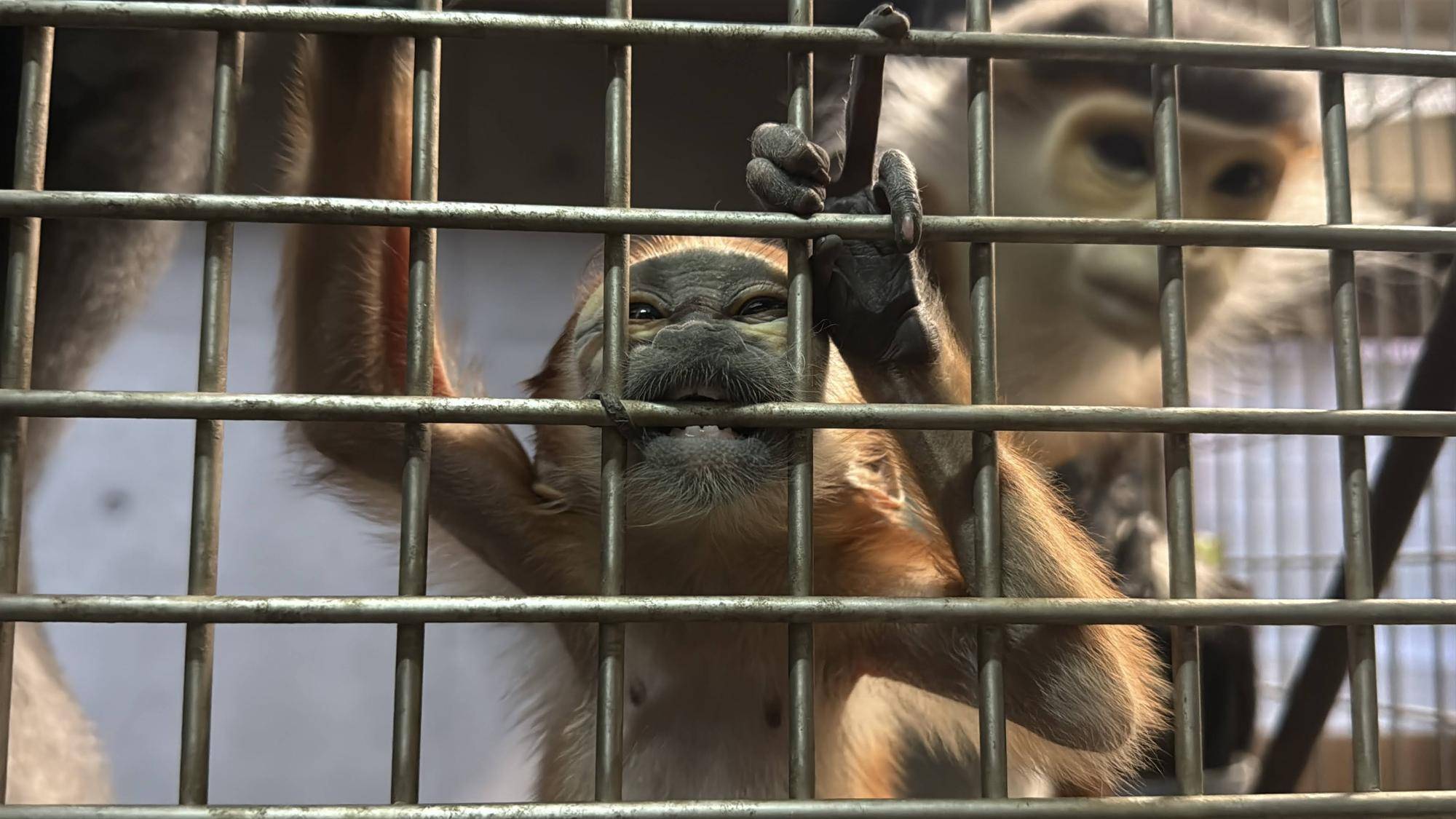 【飼育日誌】20260401:生まれたよー!から生後1か月 (14).jpg