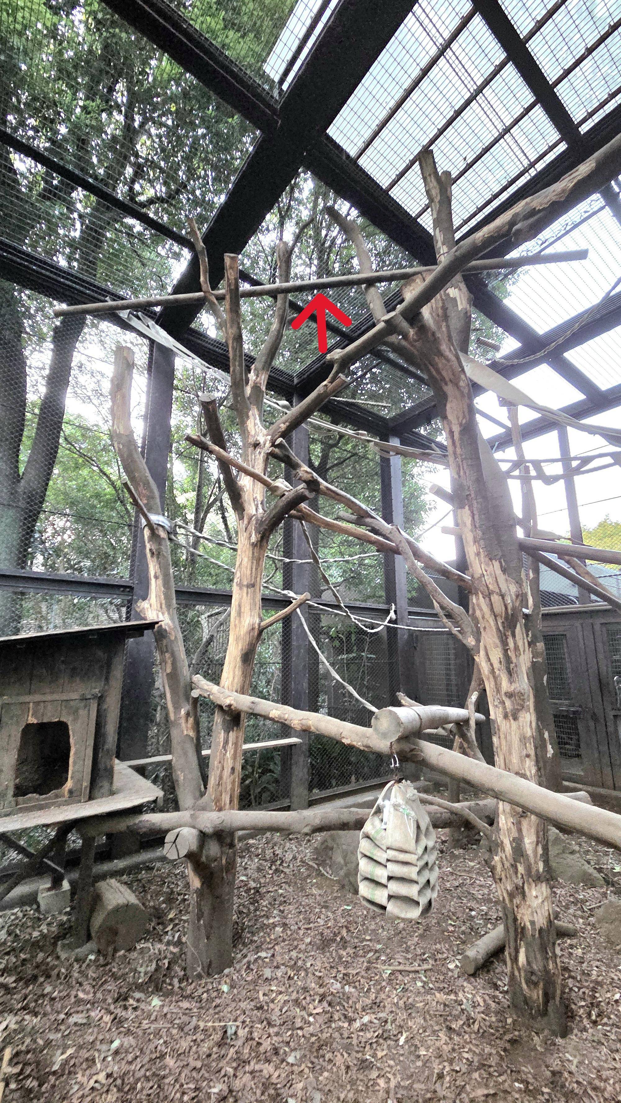 追加した止まり木