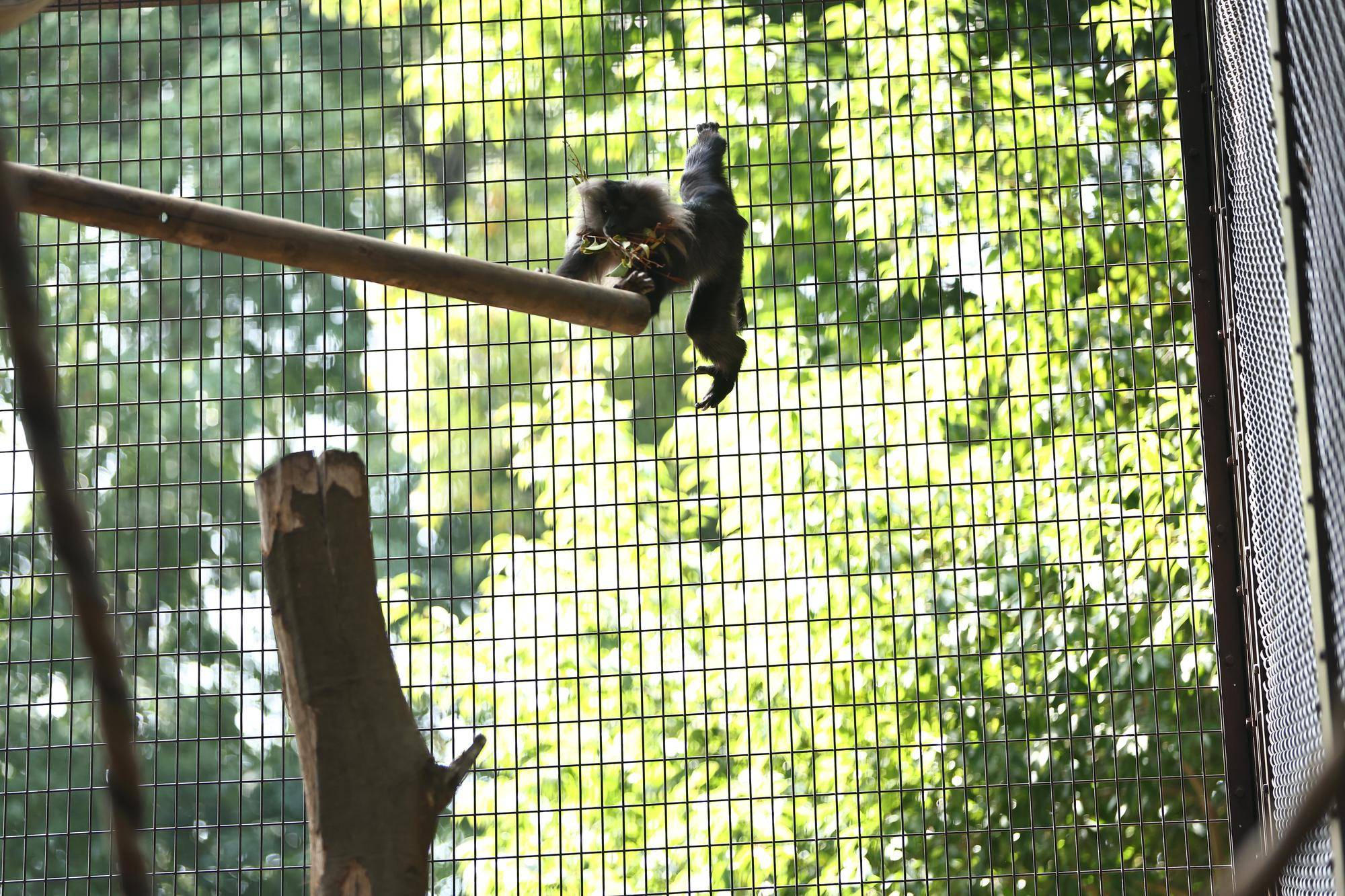 新しい止まり木に跳び移るマナ