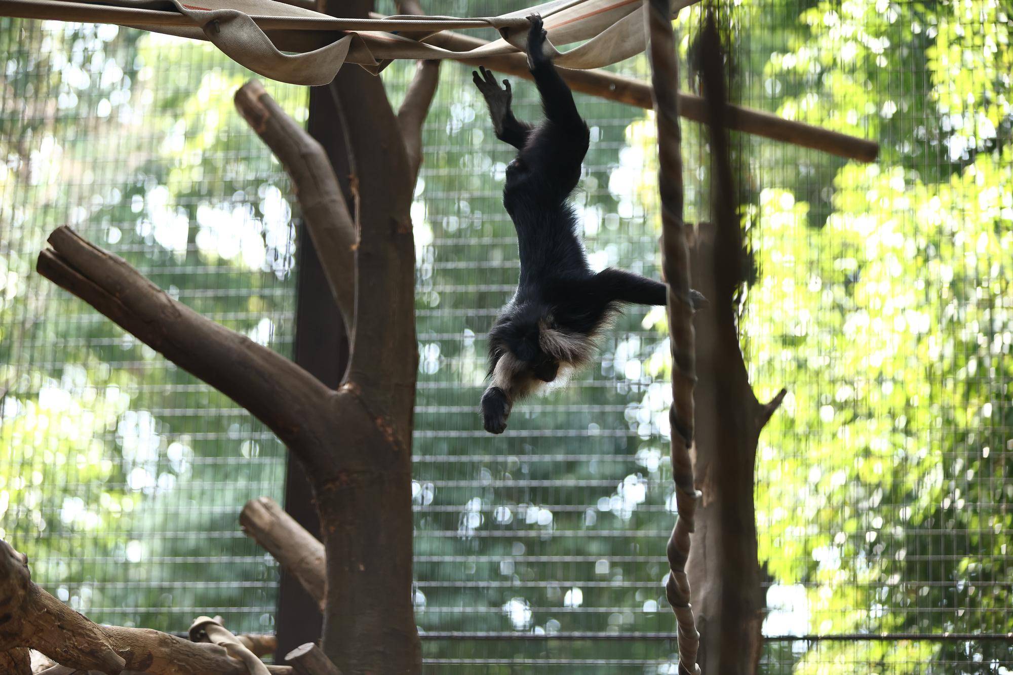 宙ぶらりんのマナ
