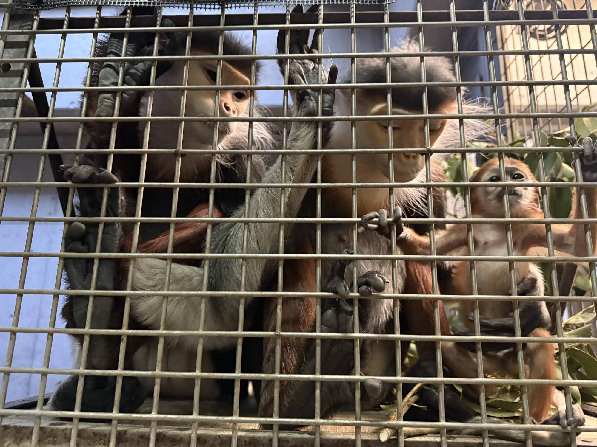 【飼育日誌】20260401:生まれたよー!から生後1か月 (5).jpg