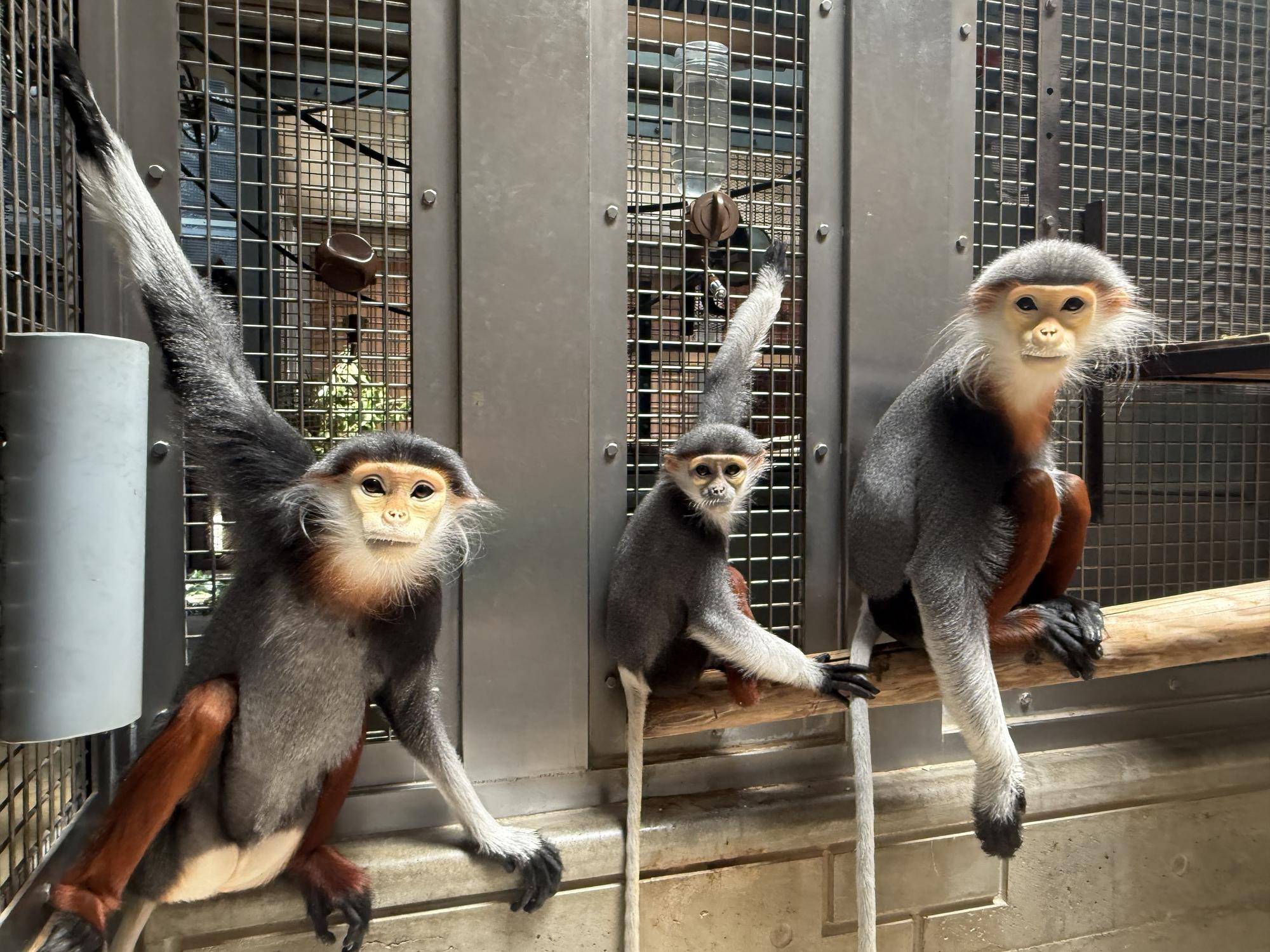 【飼育日誌】20260405：たくさんのサルたち (9).jpg